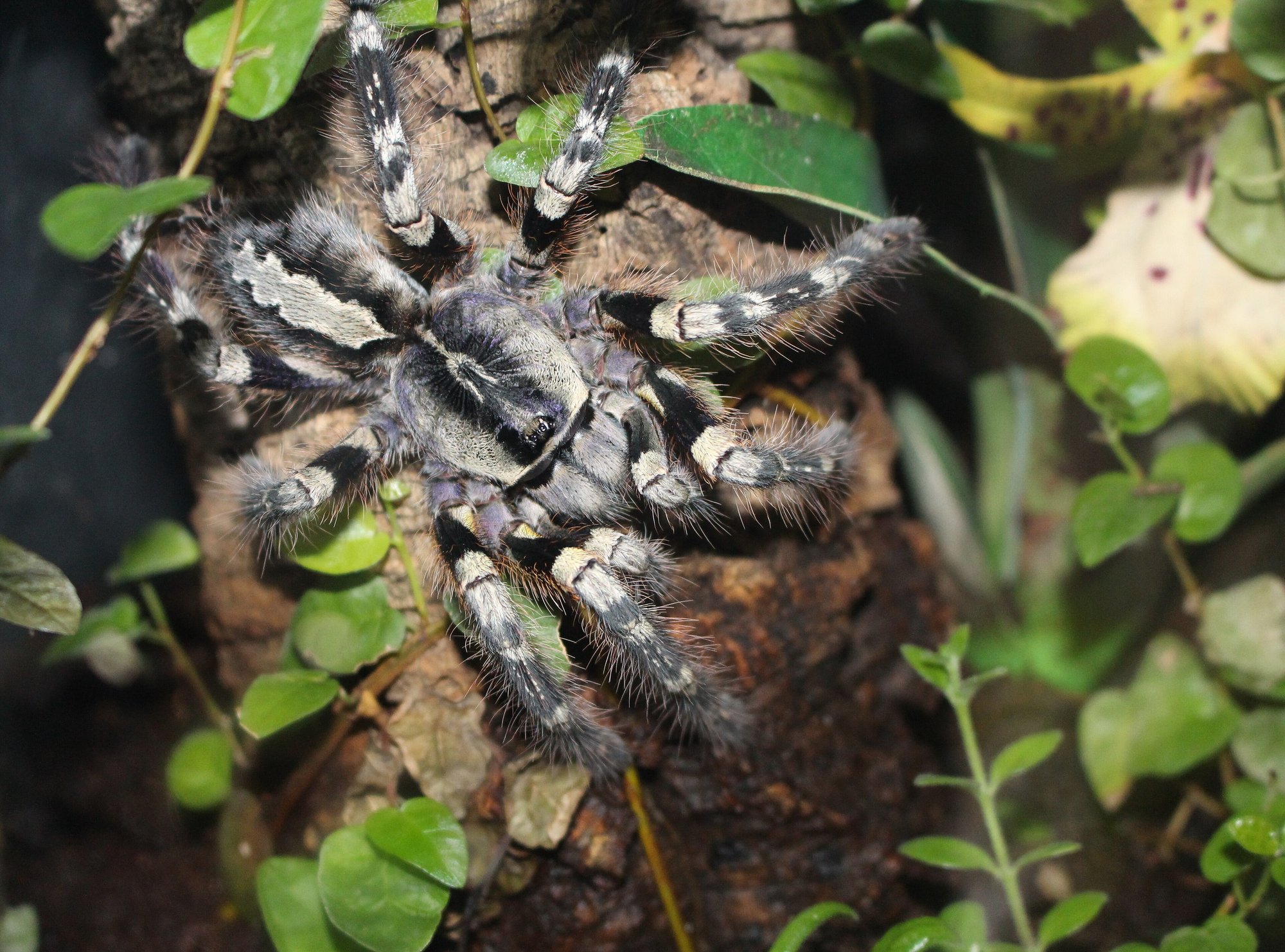 Gestreifte Ornament-Vogelspinne (Poecilotheria striata), typisches Aussehen der Art