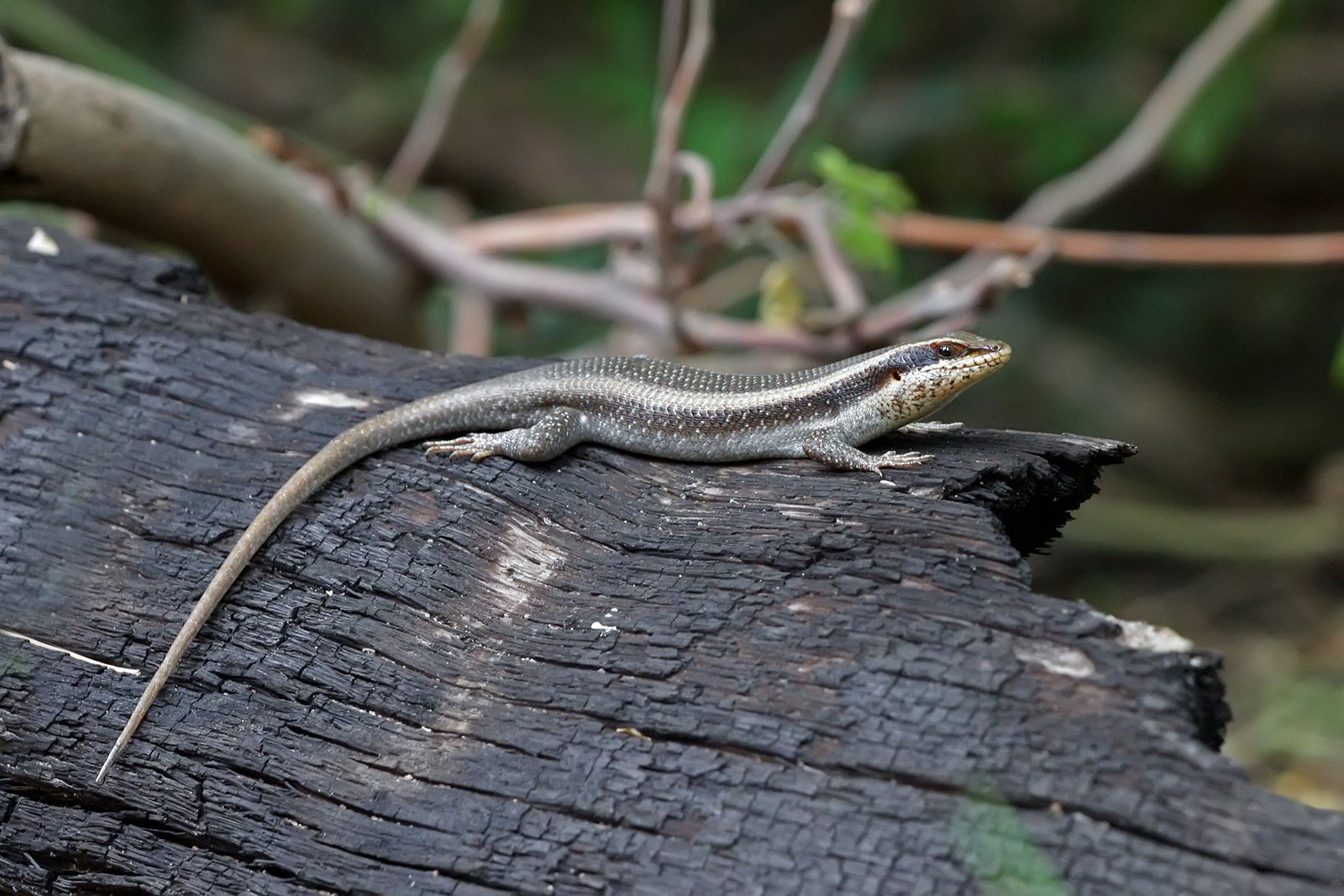 Gestreifter Glanzskink (Trachylepis striata), typisches Aussehen der Art