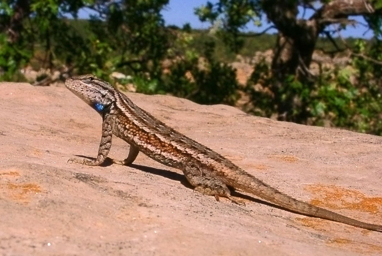 Gestreifter Hochland-Stachelleguan (Sceloporus virgatus), typisches Aussehen der Art
