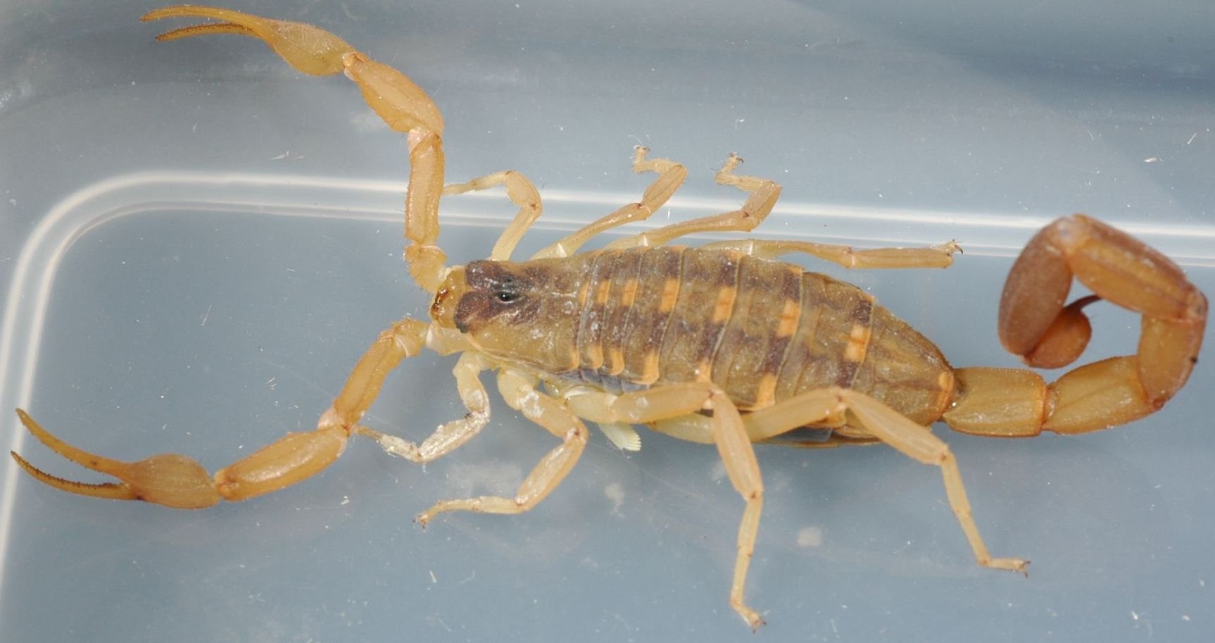 Gestreifter Rindenskorpion (Centruroides vittatus), typisches Aussehen der Art