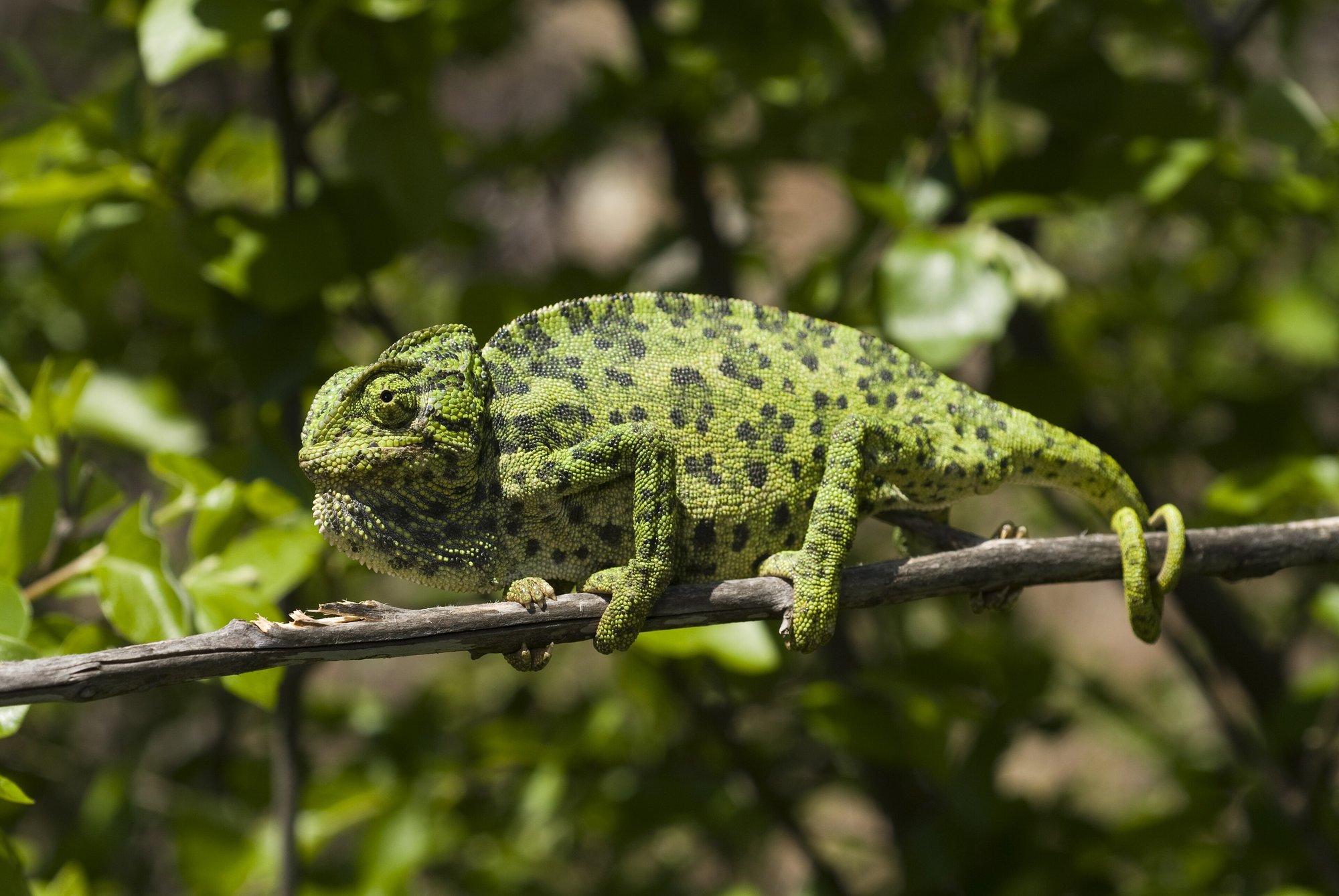 Gewöhnliches Chamäleon (Chamaeleo chamaeleon), typisches Aussehen der Art