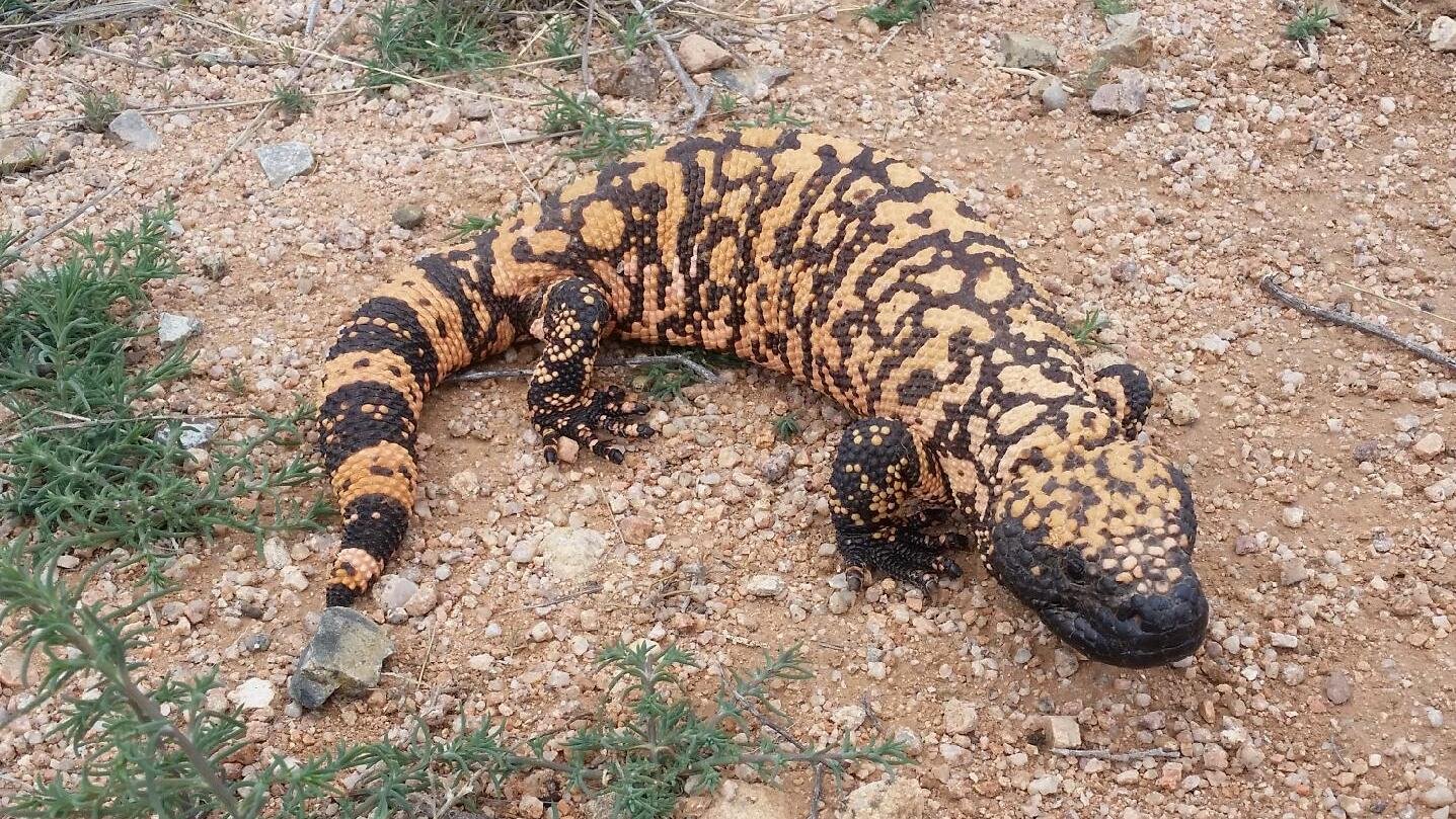 Gila-Krustenechse (Heloderma suspectum), typisches Aussehen der Art