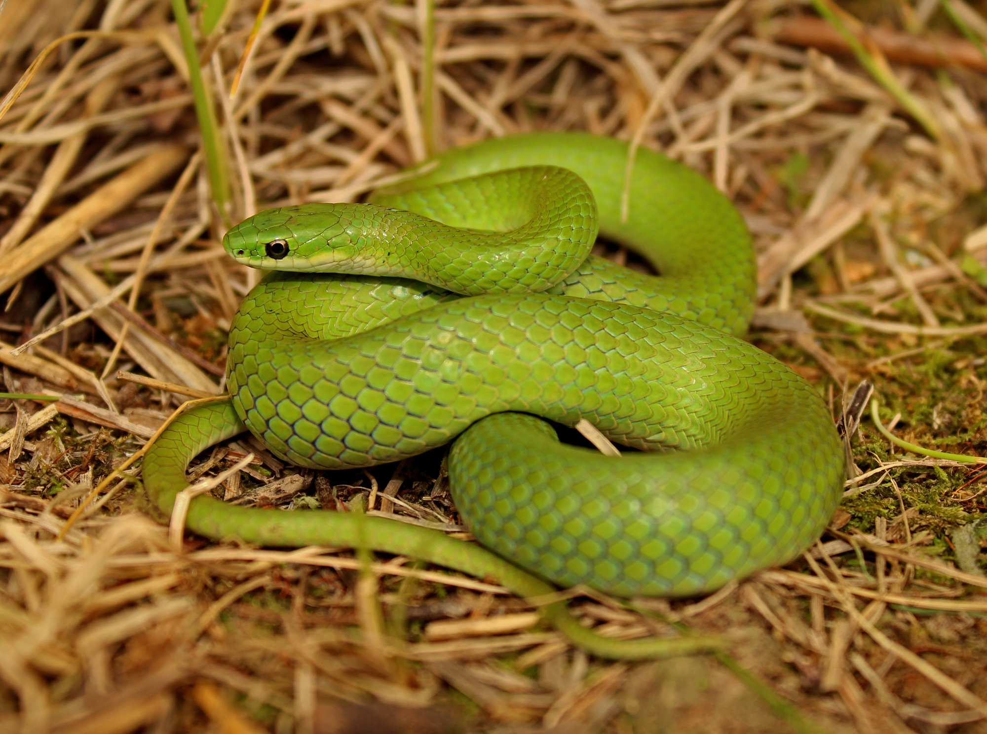 Glatte Grüne Natter (Opheodrys vernalis), typisches Aussehen der Art