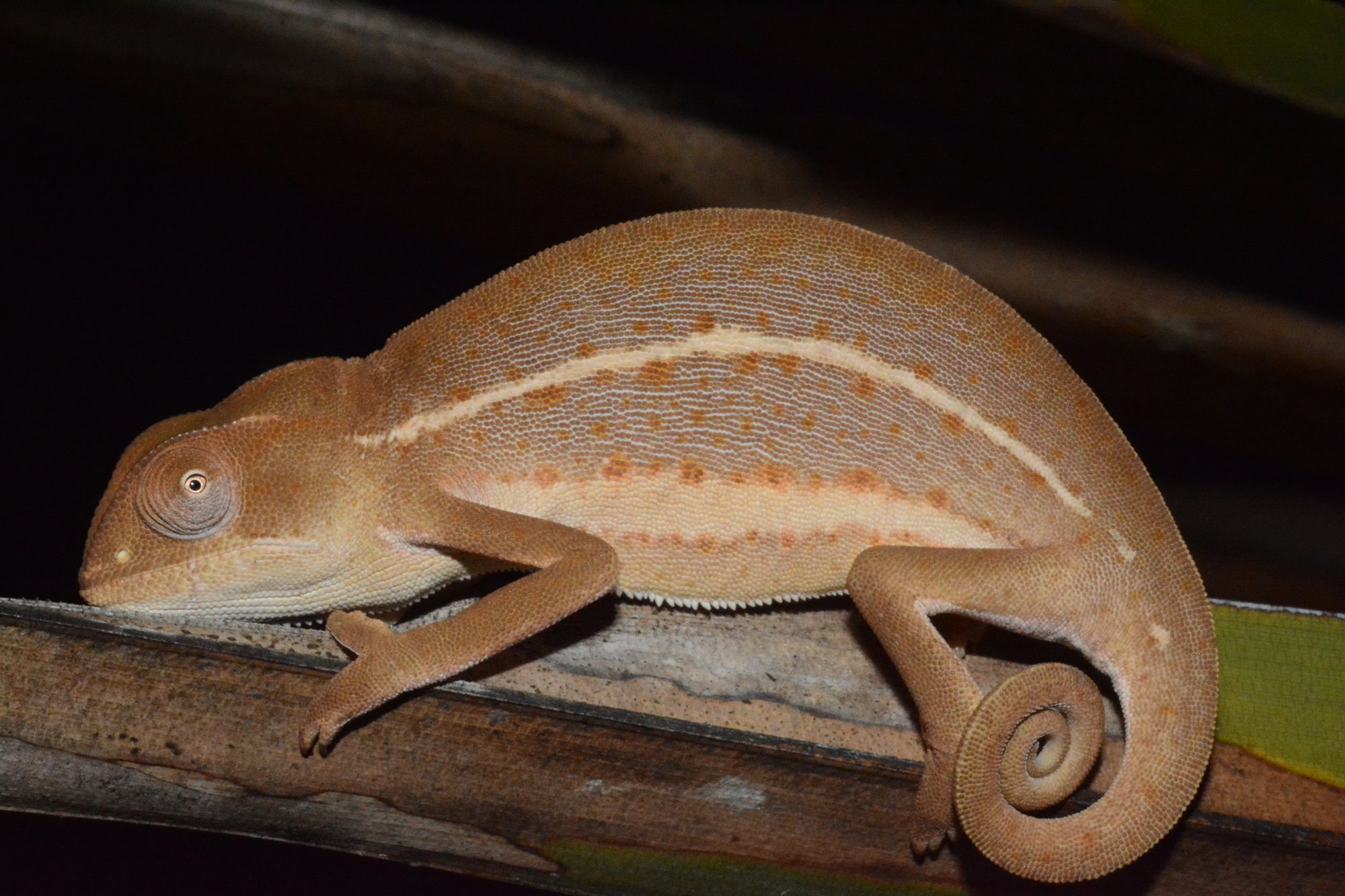 Glattes Chamäleon (Chamaeleo laevigatus), typisches Aussehen der Art