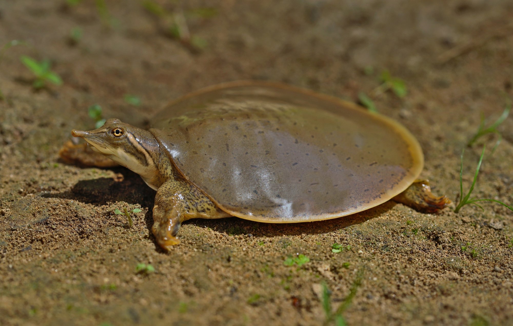 Glattrücken-Weichschildkröte (Apalone mutica), typisches Aussehen der Art