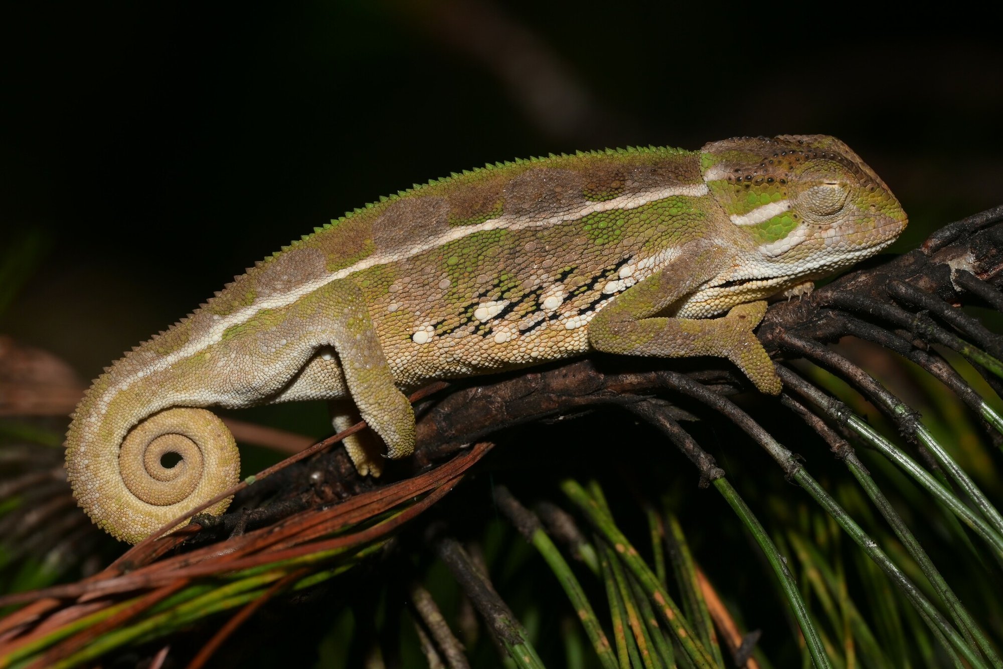 Goetzes Chamäleon (Trioceros goetzei), typisches Aussehen der Art