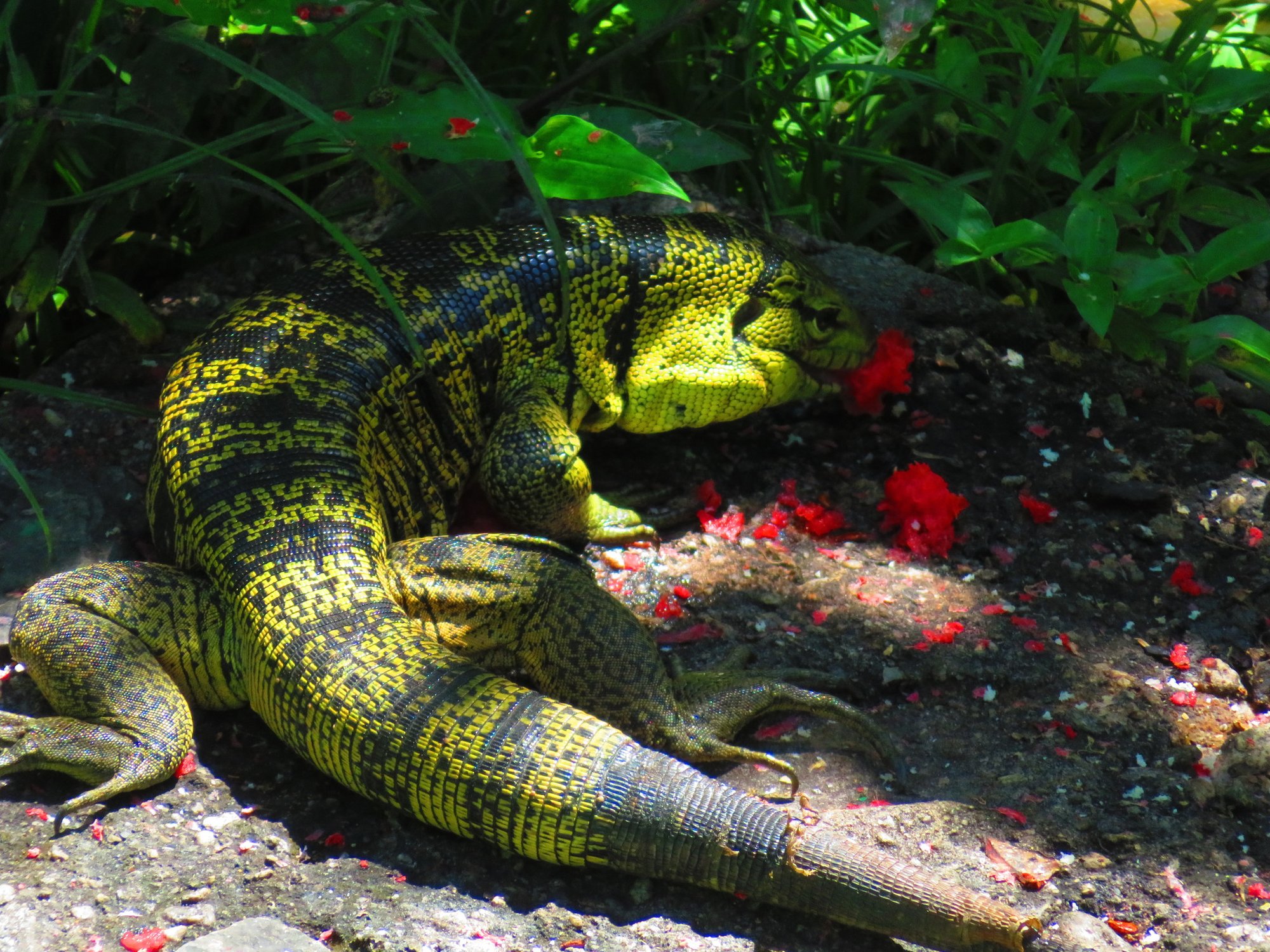 Gold-Teju (Tupinambis cryptus), typisches Aussehen der Art