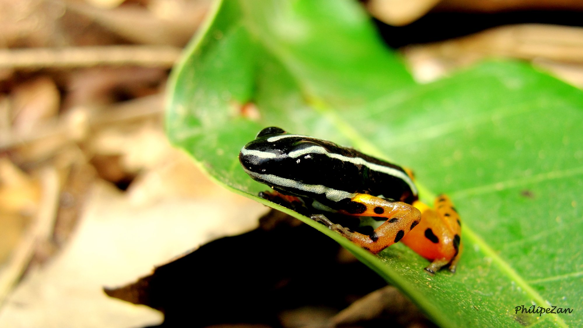 Goldbaumsteiger (Adelphobates quinquevittatus), typisches Aussehen der Art