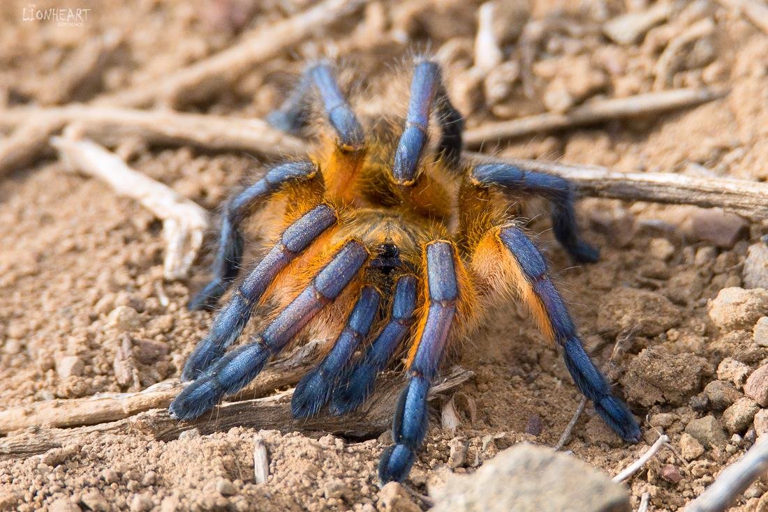 Goldblaue Pavian-Vogelspinne (Harpactira pulchripes), typisches Aussehen der Art
