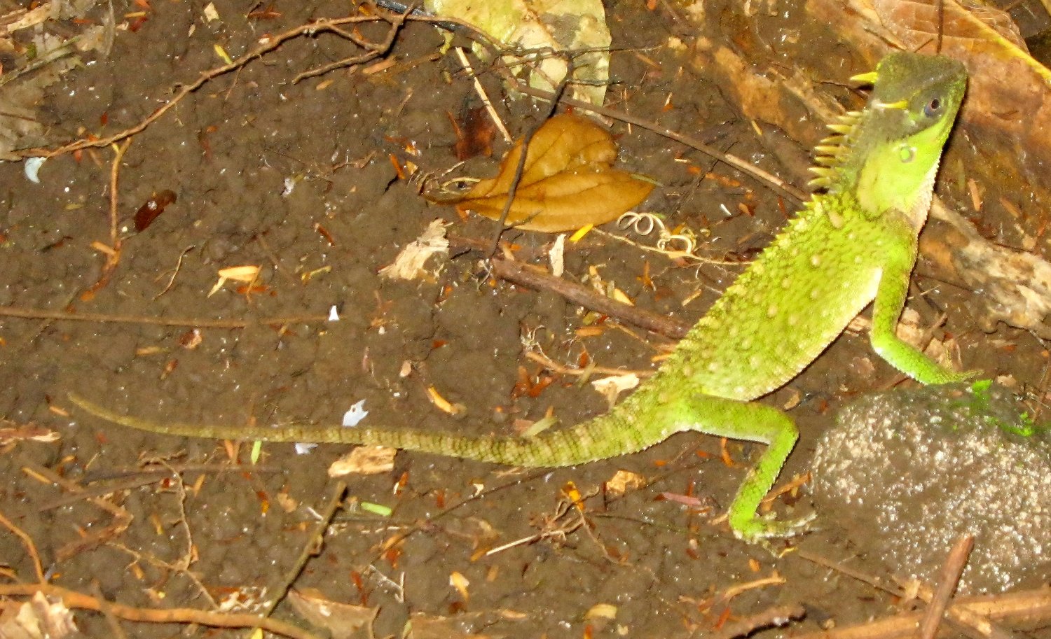 Goldener Nackenstachler (Acanthosaura capra), typisches Aussehen der Art