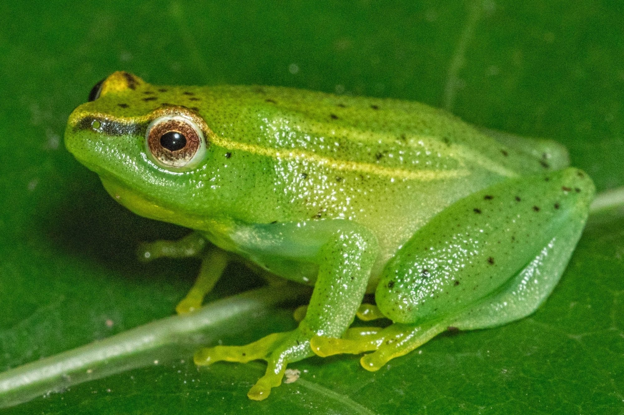 Goldener Riedfrosch (Hyperolius pusillus), typisches Aussehen der Art