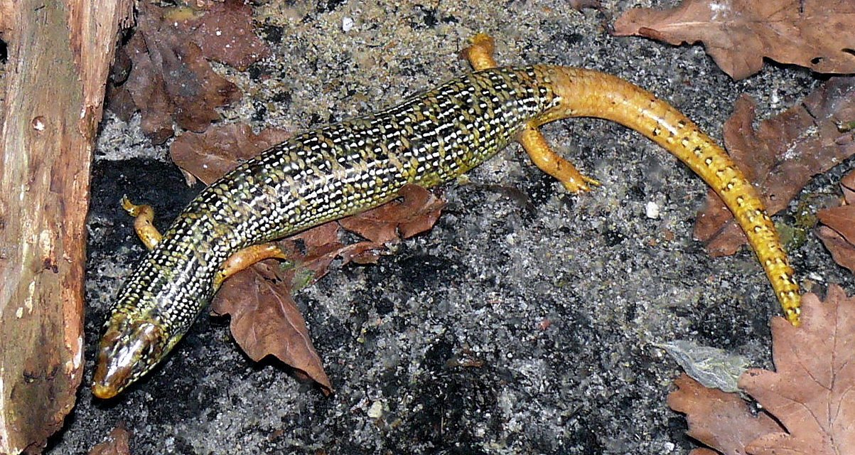 Goldstaub-Skink (Eurylepis taeniolata), typisches Aussehen der Art