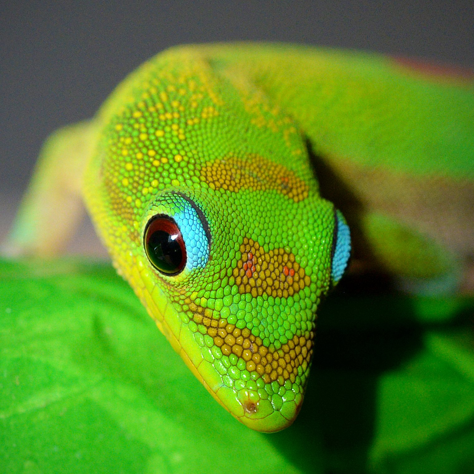 Goldstaub-Taggecko (Phelsuma laticauda), typisches Aussehen der Art
