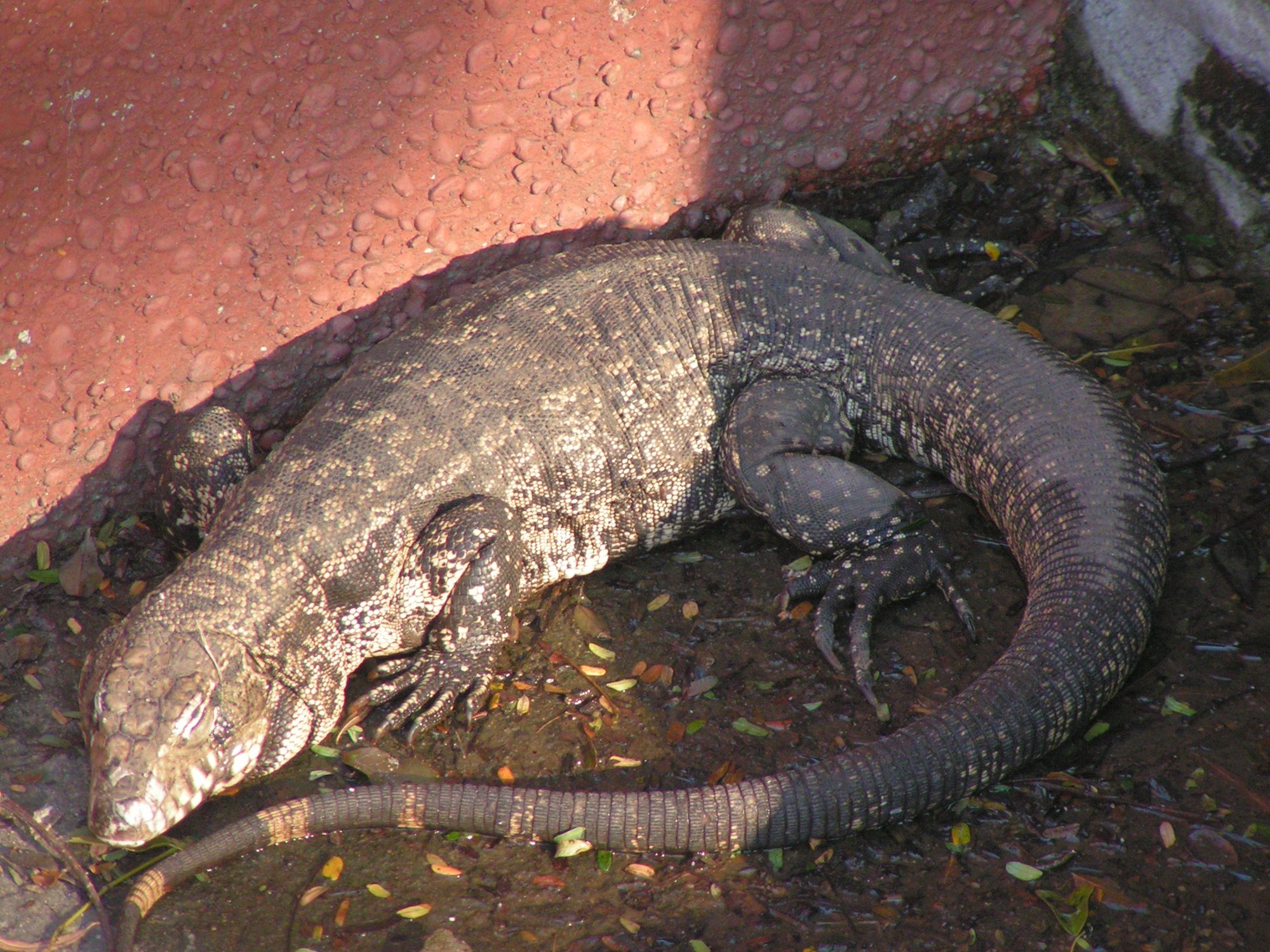 Goldtegu (Tupinambis teguixin), typisches Aussehen der Art