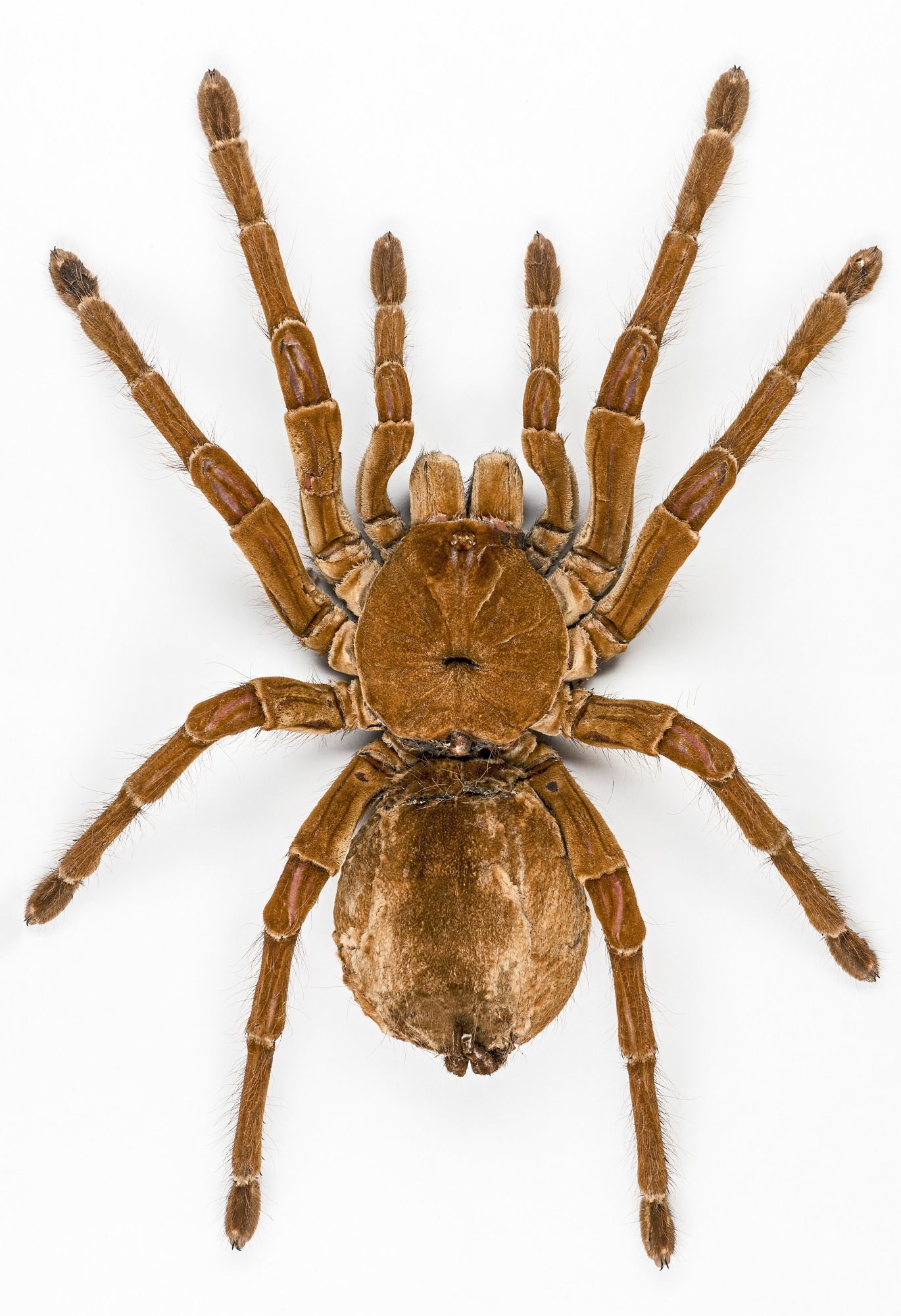 Goliath-Vogelspinne (Theraphosa blondi), typisches Aussehen der Art