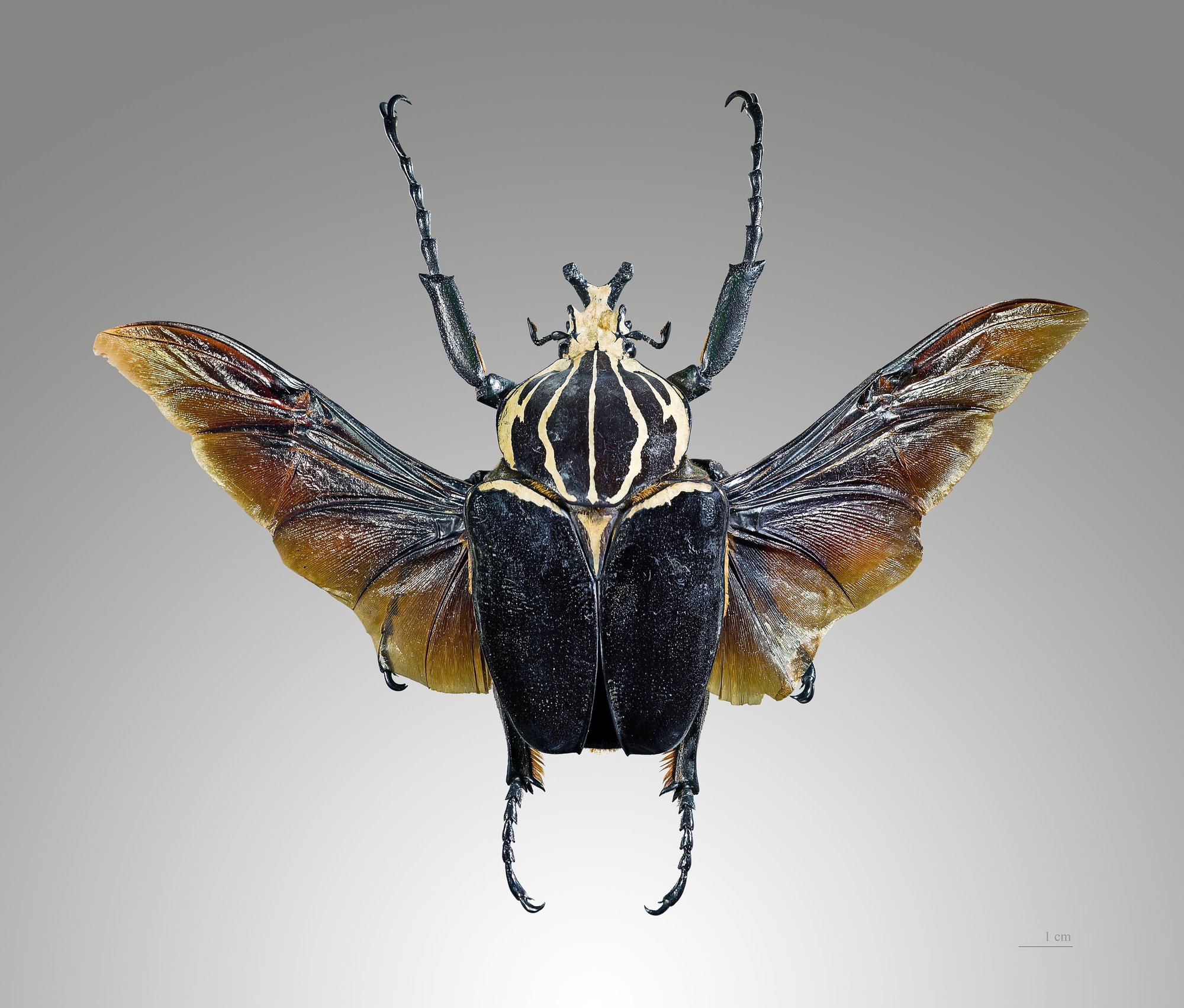 Goliathkäfer (Goliathus goliatus), typisches Aussehen der Art