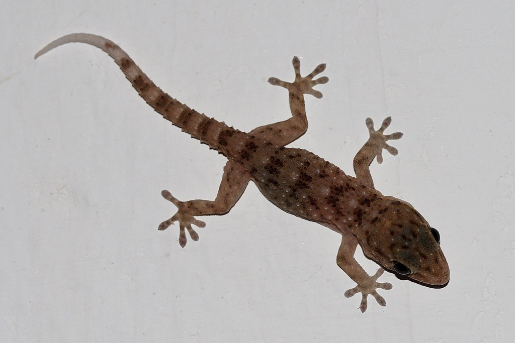Gomera-Mauergecko (Tarentola gomerensis), typisches Aussehen der Art