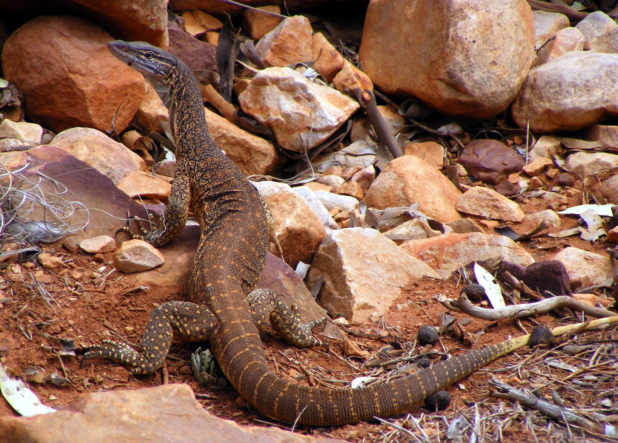 Gould Waran (Varanus gouldii), typisches Aussehen der Art