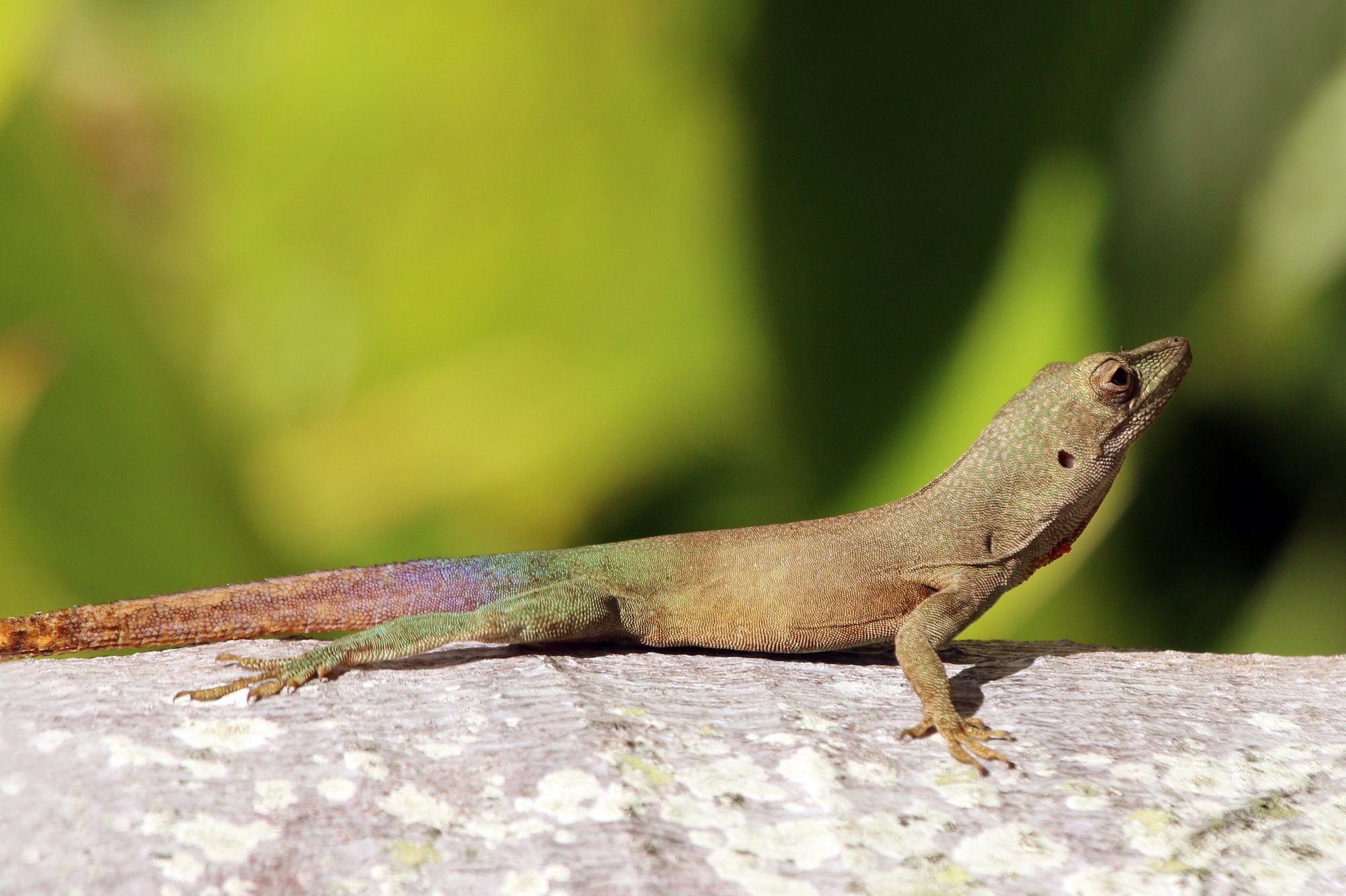Graham-Anolis (Anolis grahami), typisches Aussehen der Art