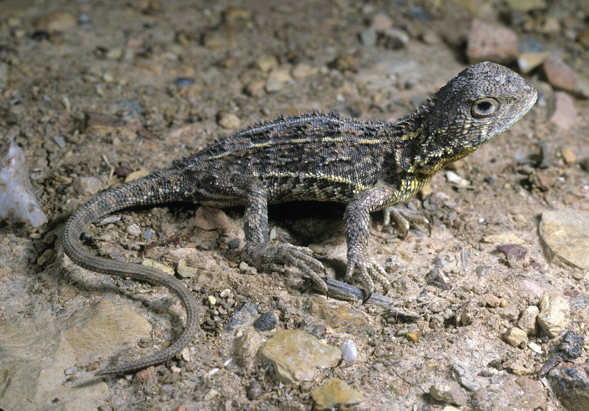 Grasland-Taubagame (Tympanocryptis pinguicolla), typisches Aussehen der Art