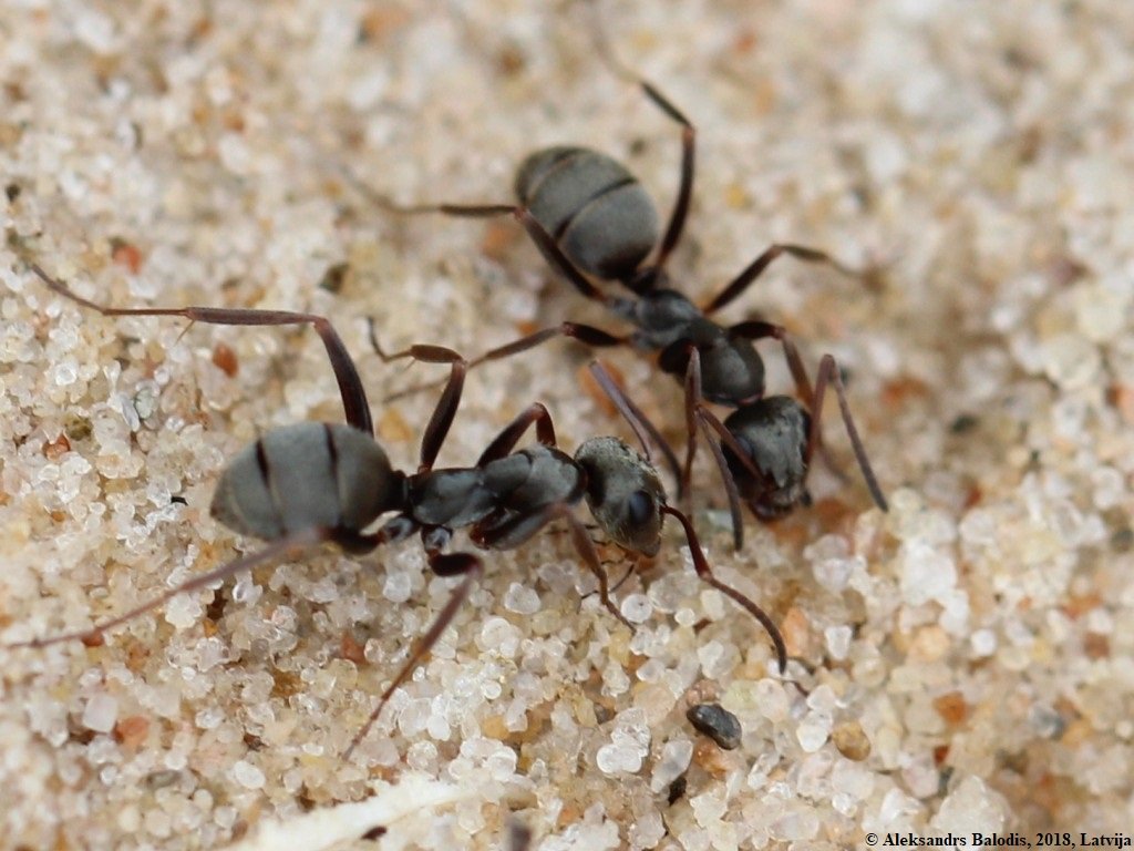 Grauschwarze Sklavenameise (Formica fusca), typisches Aussehen der Art