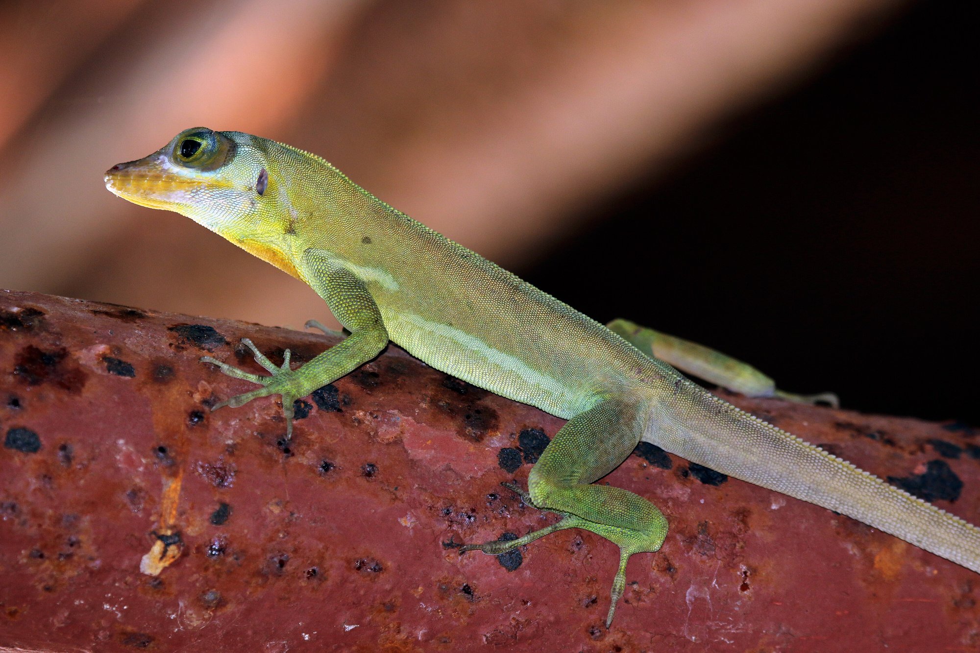 Grenada-Baumanolis (Anolis richardii), typisches Aussehen der Art