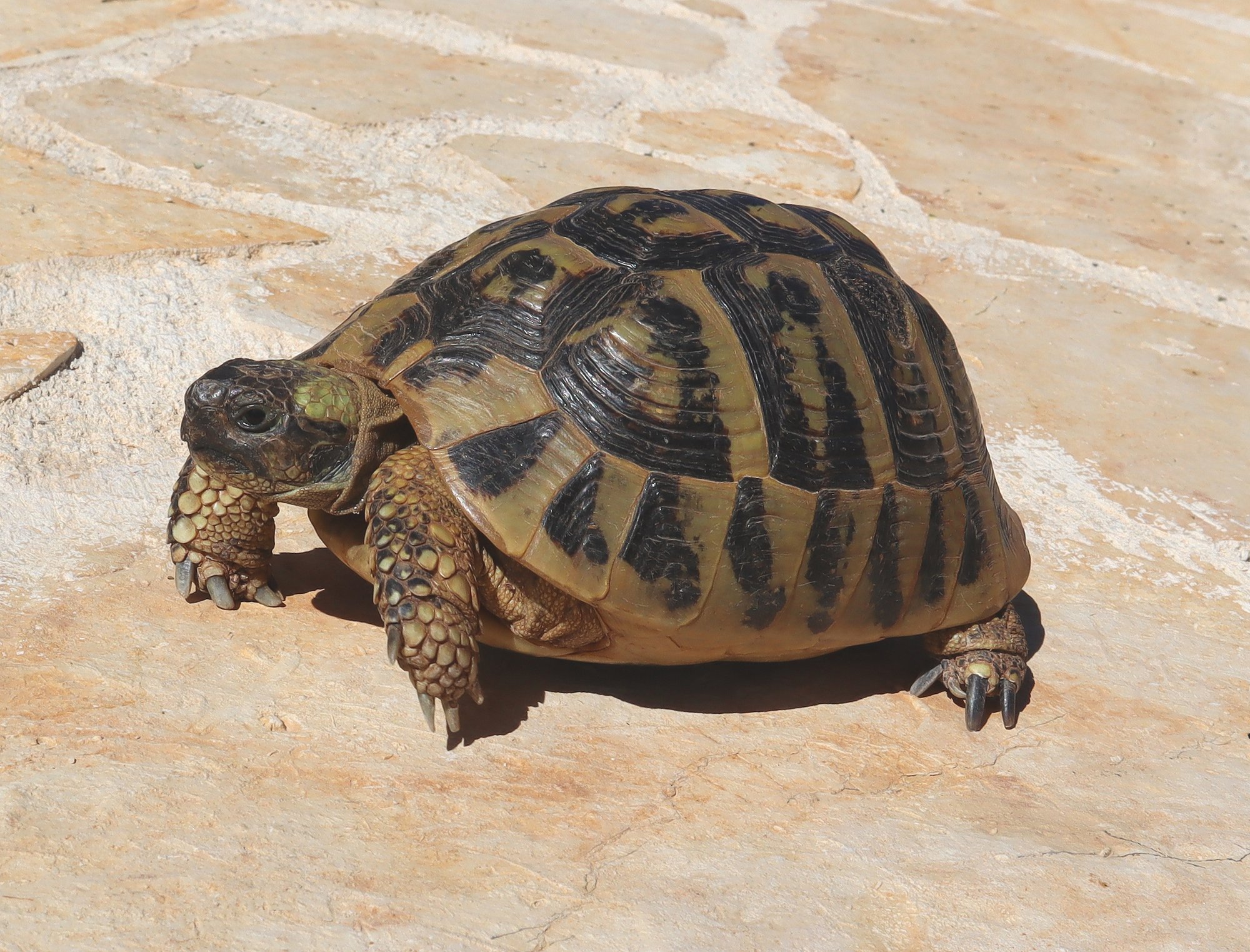 Griechische Landschildkröte – Östlich (Testudo hermanni boettgeri), typisches Aussehen der Art
