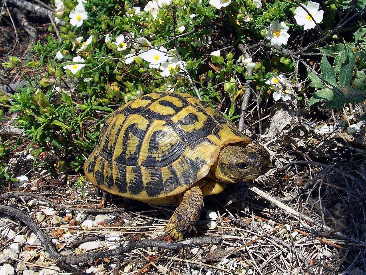 Griechische Landschildkröte (Testudo hermanni), typisches Aussehen der Art