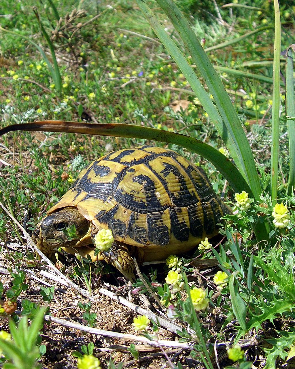 Griechische Landschildkröte – Westlich (Testudo hermanni hermanni), typisches Aussehen der Art