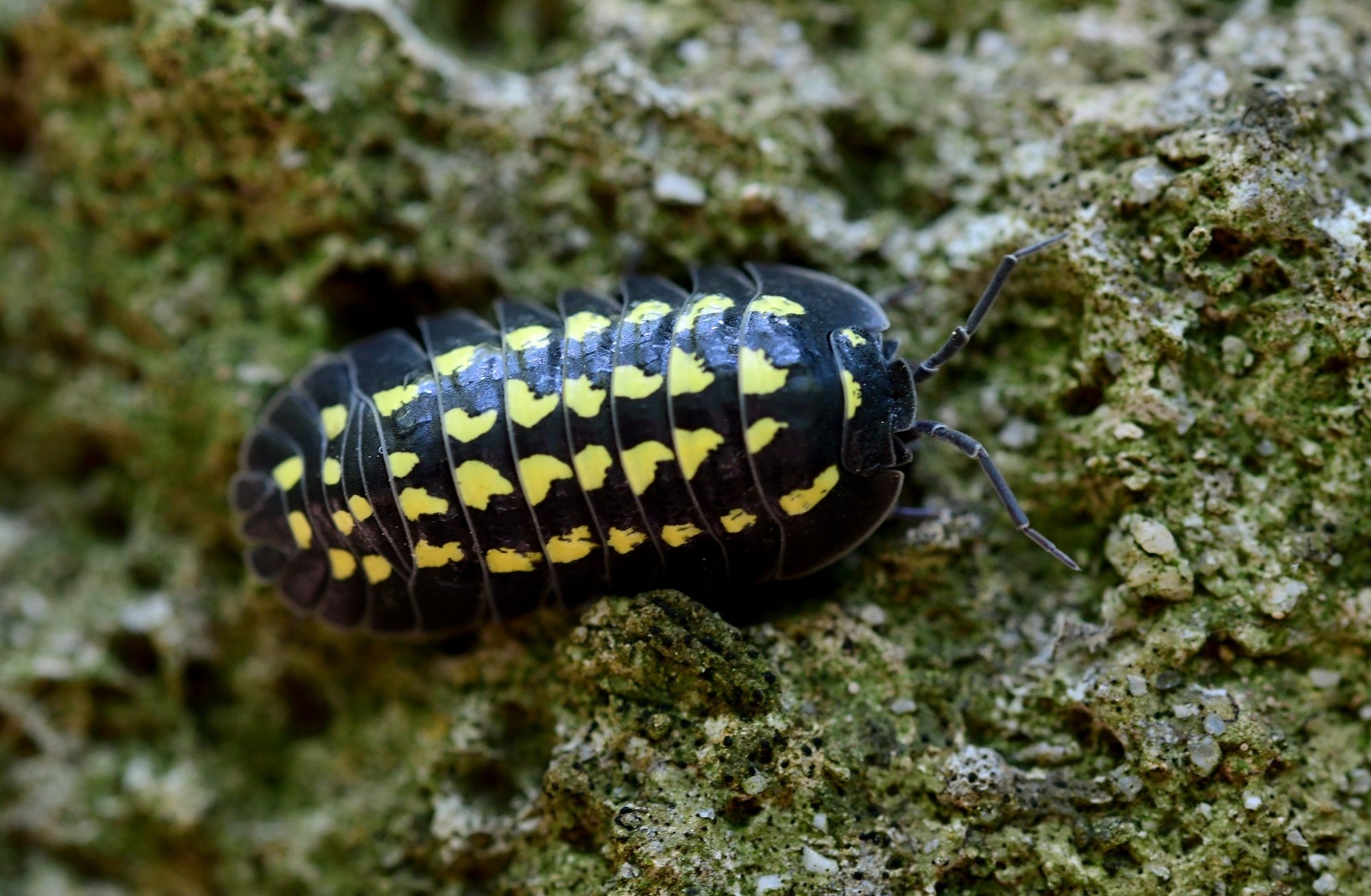 Griechische Rollassel (Armadillidium gestroi), typisches Aussehen der Art