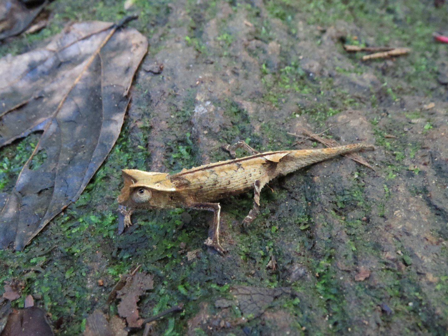 Griveauds Erdchamäleon (Brookesia griveaudi), typisches Aussehen der Art