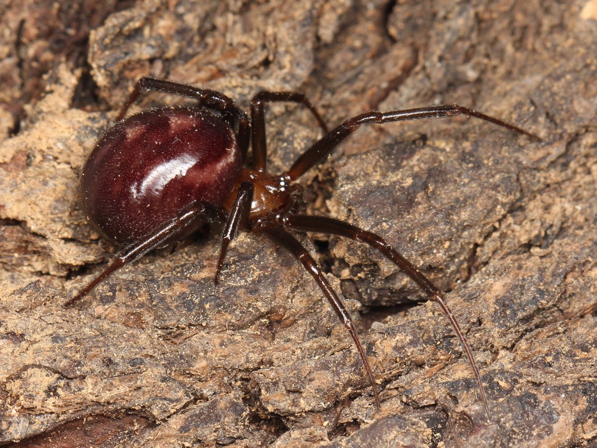 Große Fettspinne (Steatoda grossa), typisches Aussehen der Art