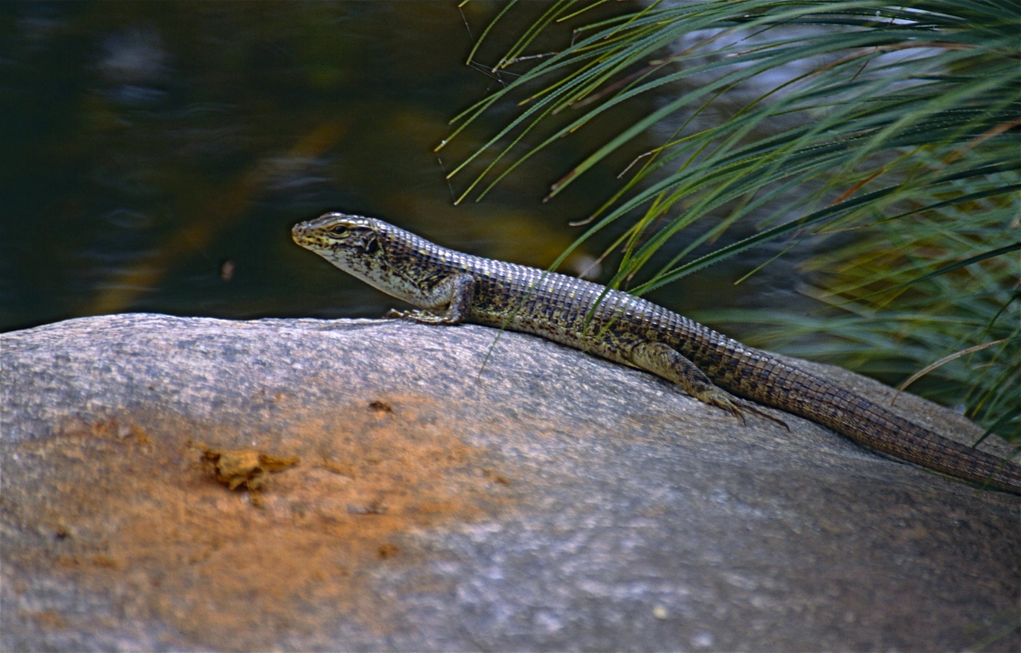 Große Madagaskar-Schildechse (Zonosaurus maximus), typisches Aussehen der Art
