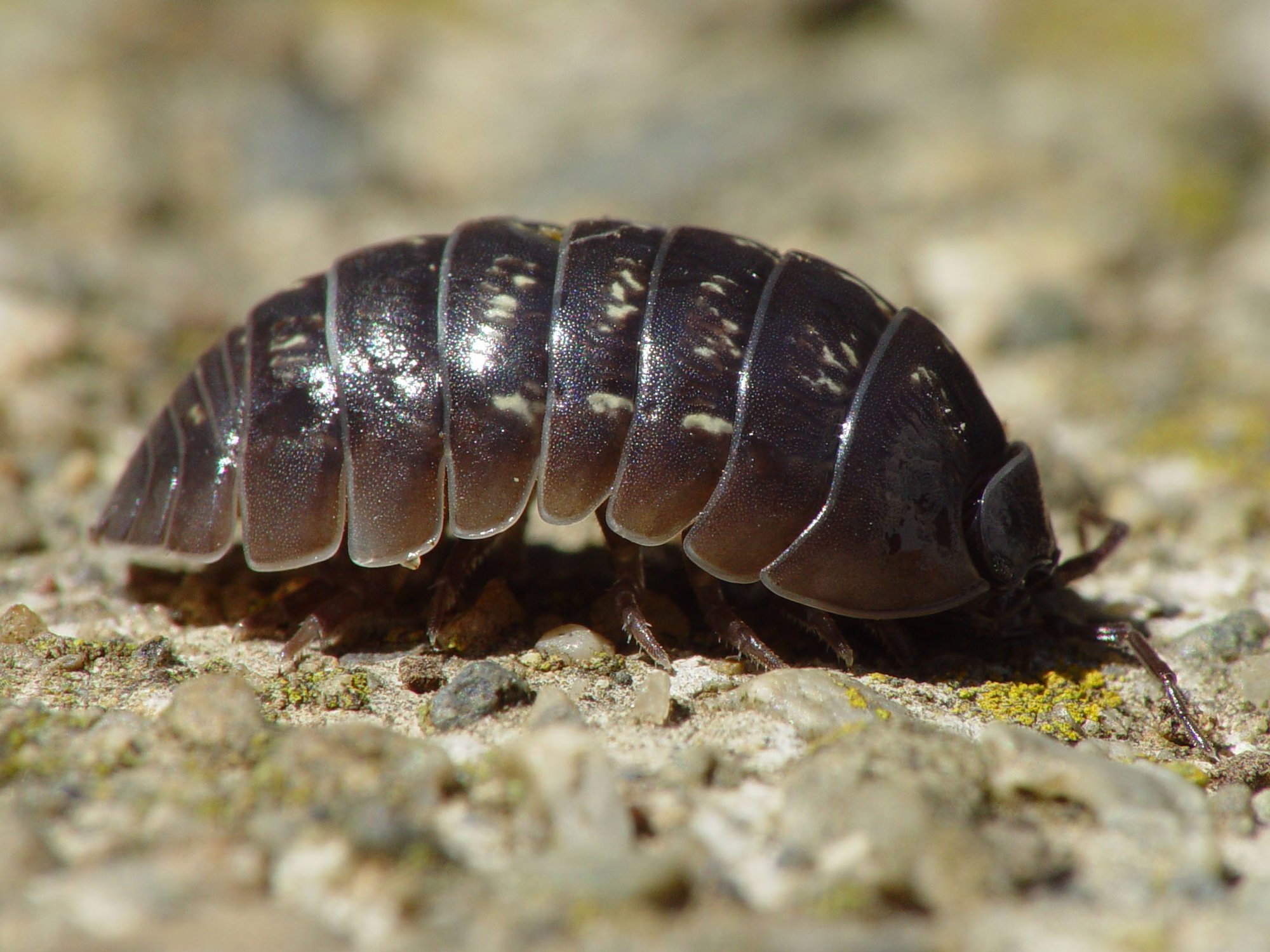 Große Rollassel (Armadillidium vulgare), typisches Aussehen der Art