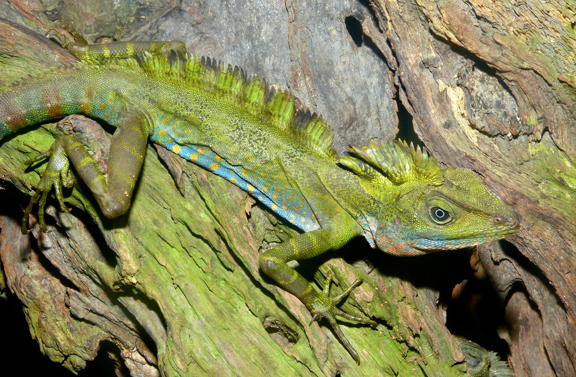 Große Waldagame / Great Angle-headed Lizard (Gonocephalus grandis), typisches Aussehen der Art