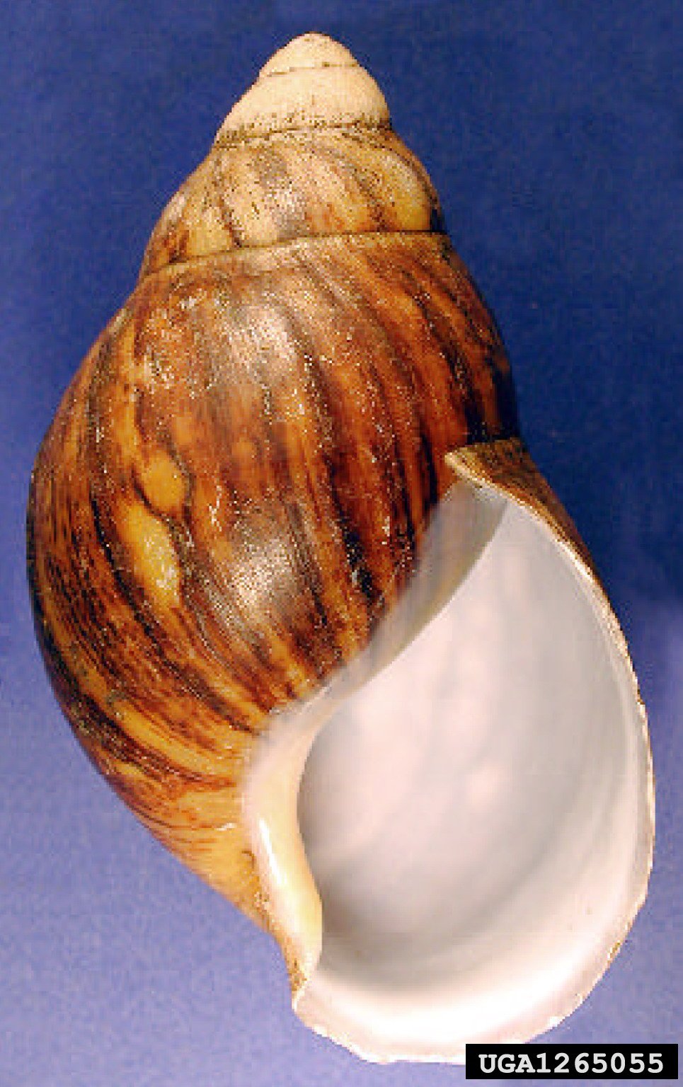 Große Westafrikanische Achatschnecke (Archachatina marginata), typisches Aussehen der Art
