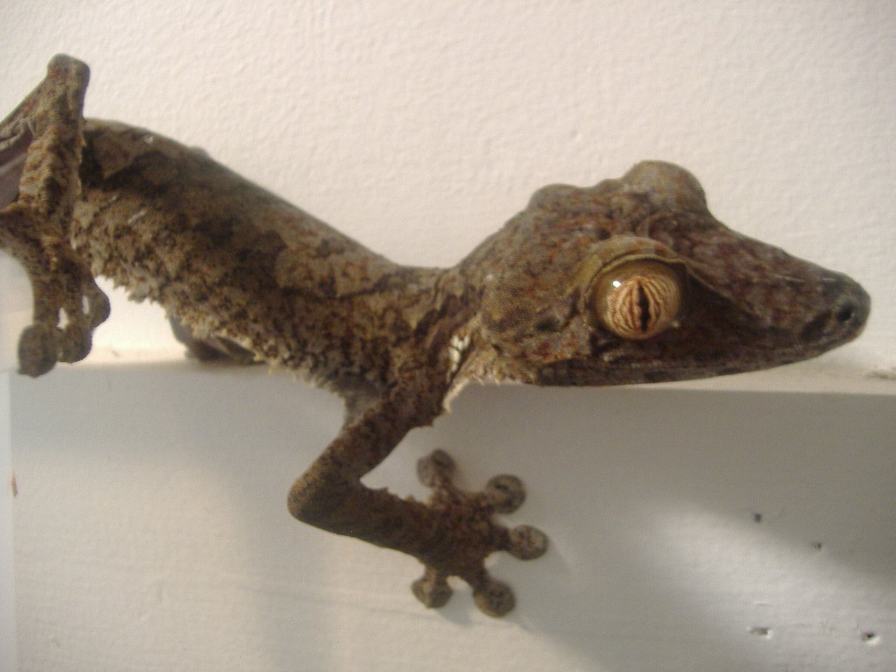 Großer Blattschwanzgecko (Uroplatus fimbriatus), typisches Aussehen der Art