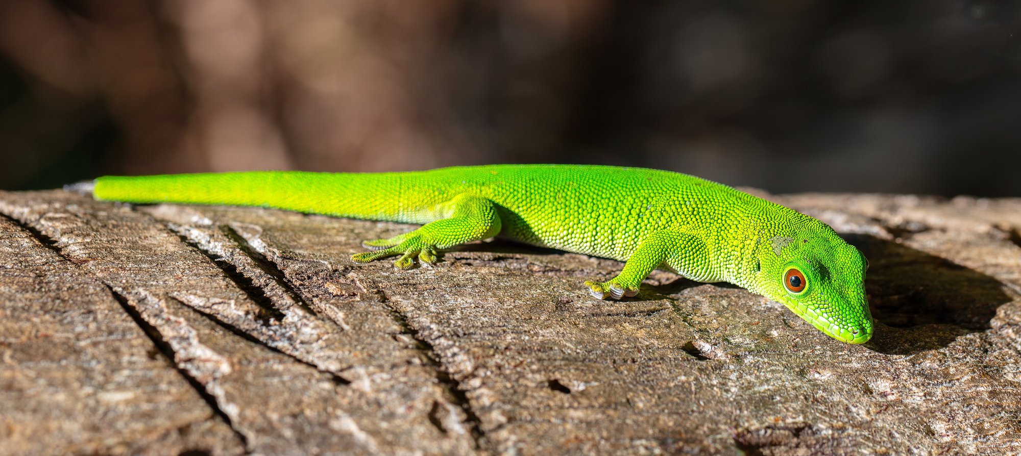 Großer Madagassischer Taggecko (Phelsuma grandis), typisches Aussehen der Art