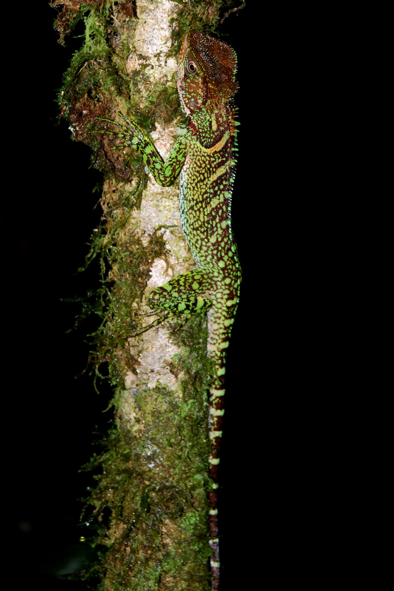 Großkopf-Holzleguan (Enyalioides laticeps), typisches Aussehen der Art
