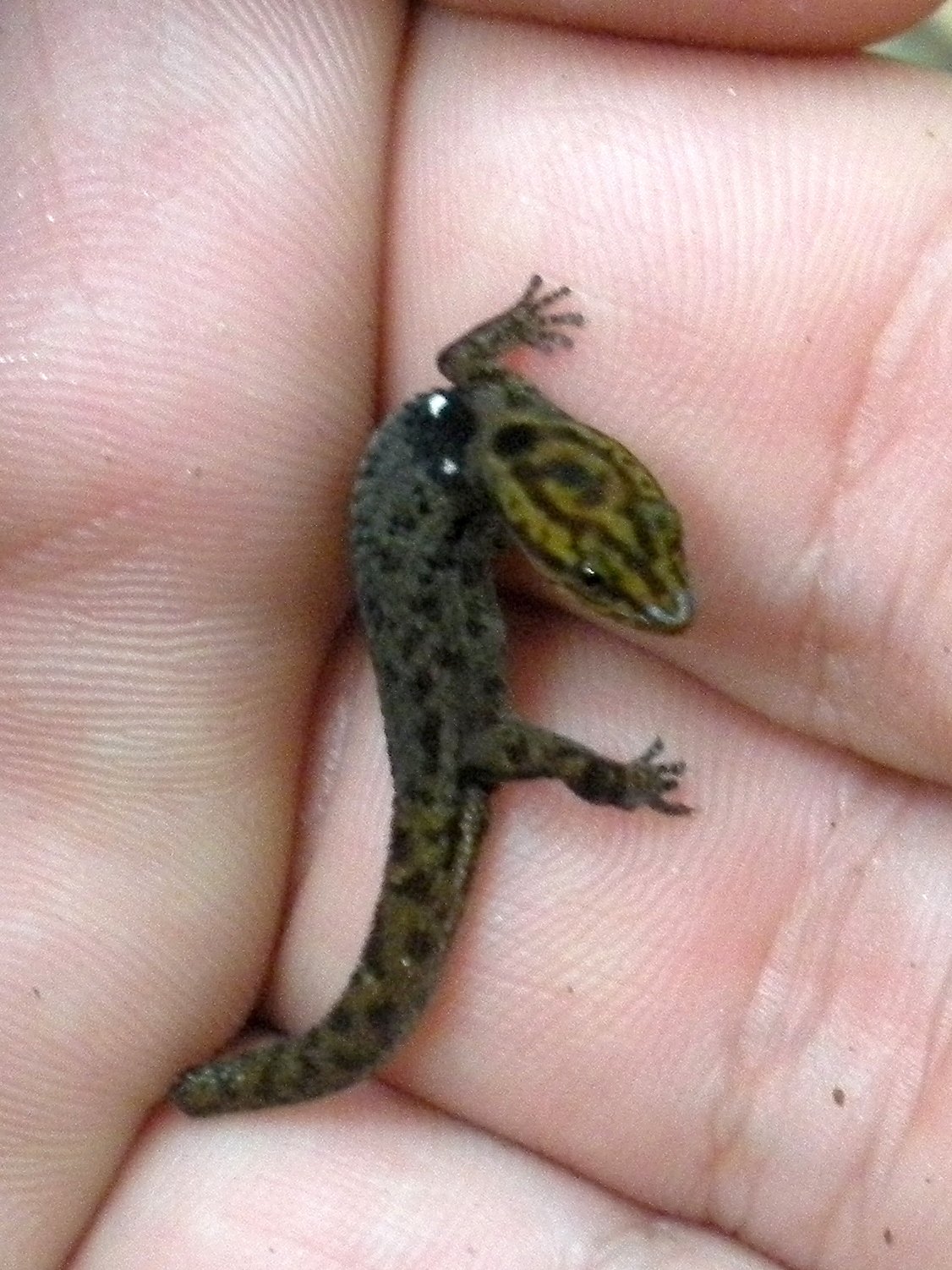 Großschuppiger Kugelfingergecko (Sphaerodactylus macrolepis), typisches Aussehen der Art