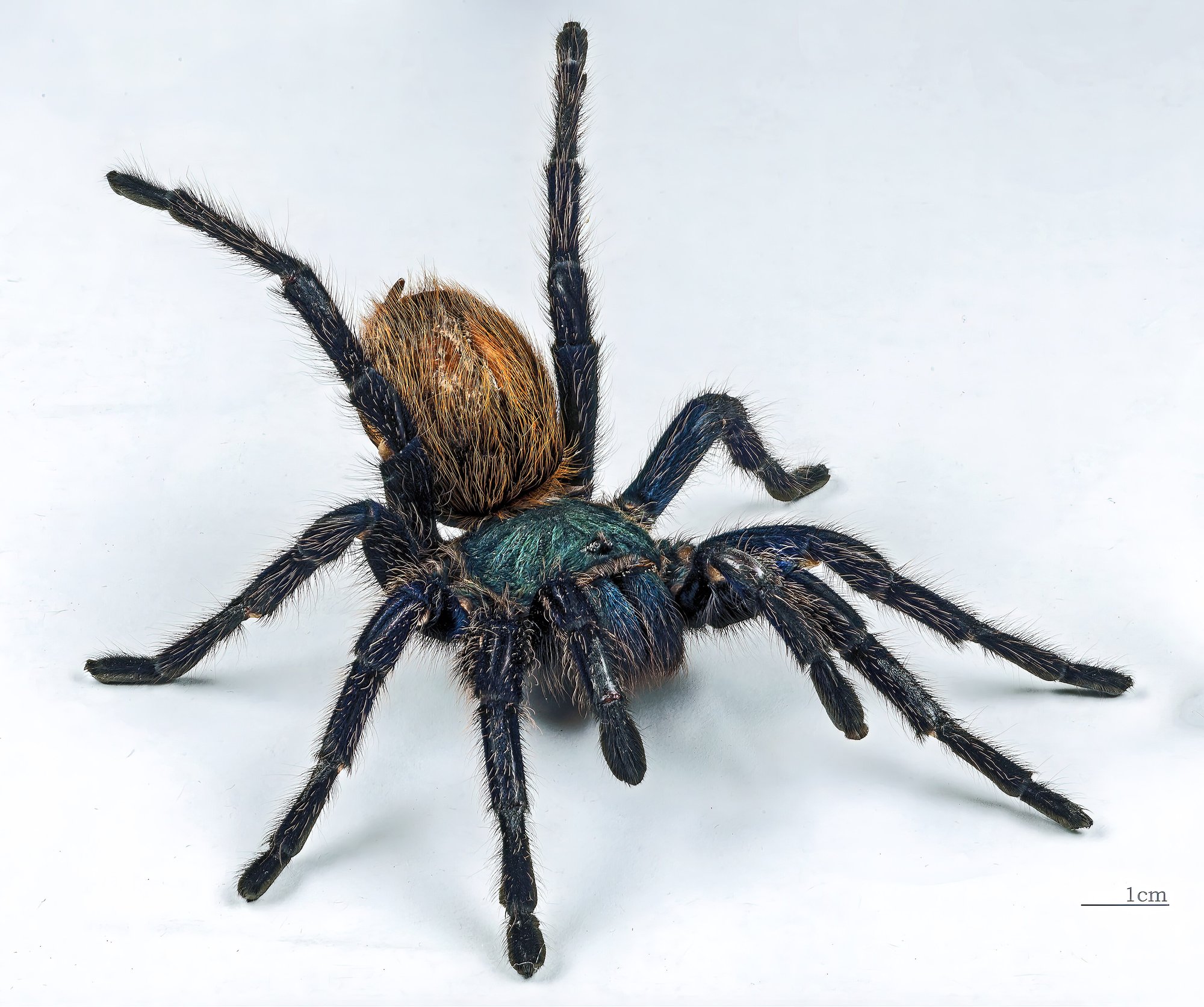 Grünblaue Venezuela-Vogelspinne (Chromatopelma cyaneopubescens), typisches Aussehen der Art