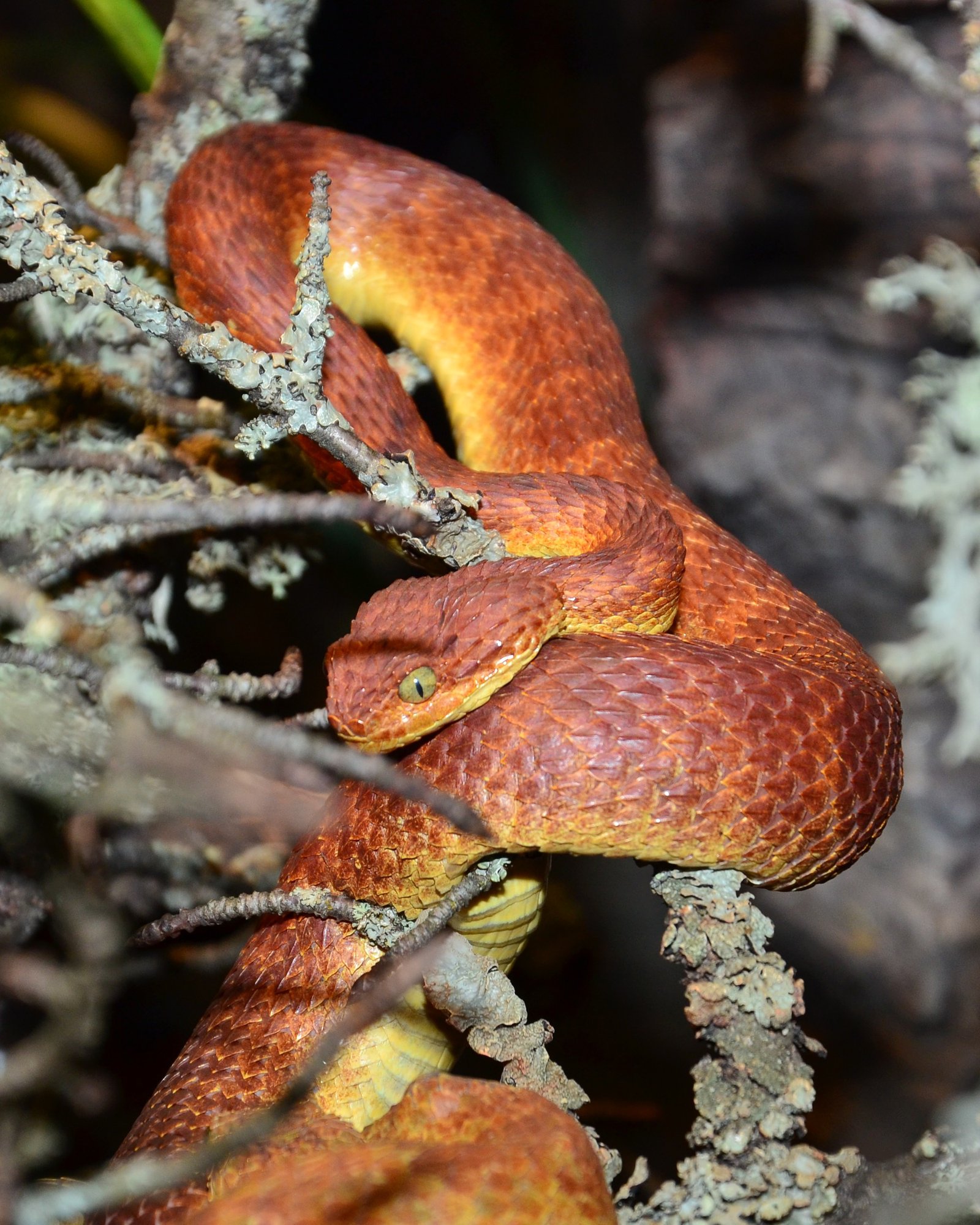 Grüne Buschviper (Atheris squamigera), typisches Aussehen der Art