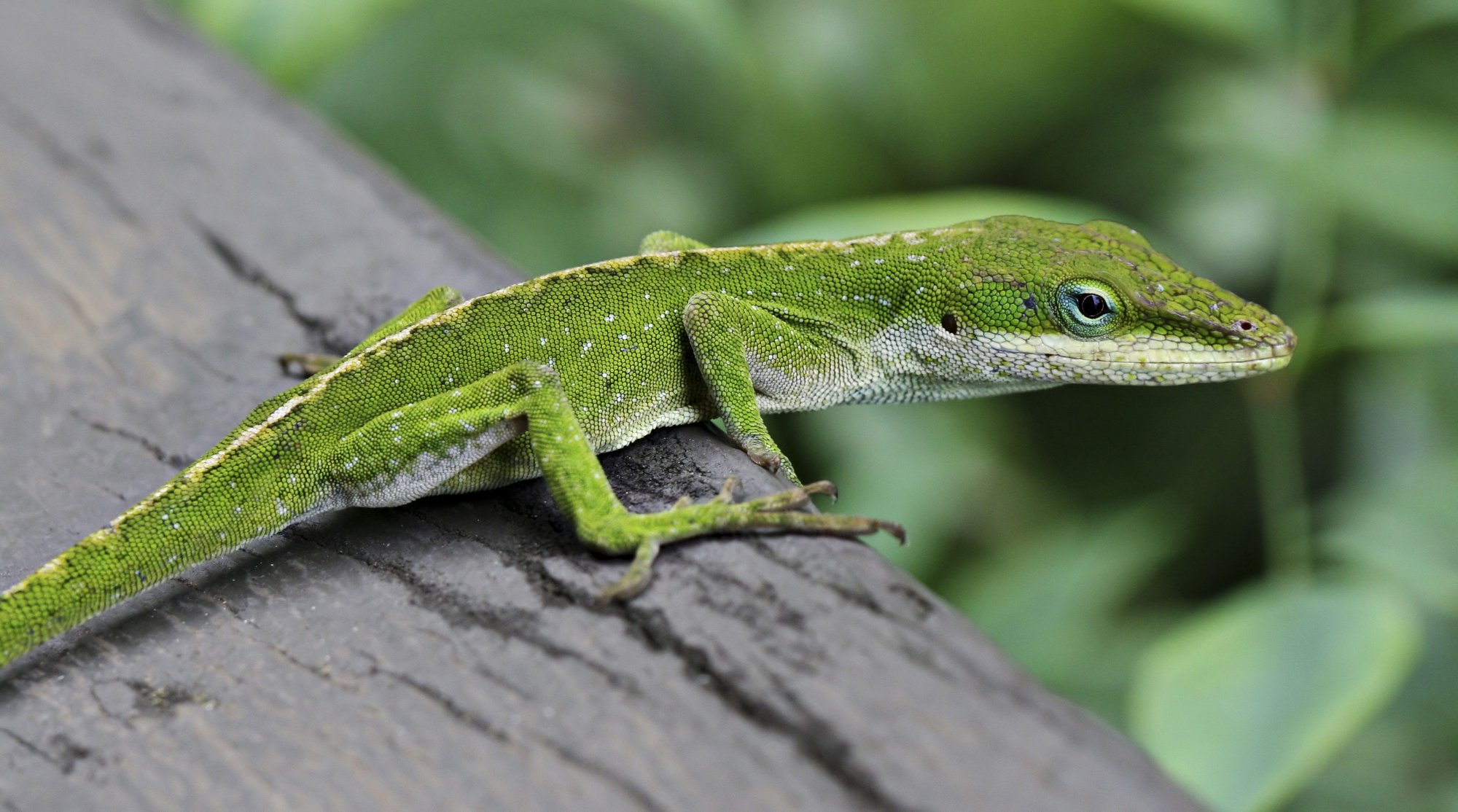 Grüner Anolis (Anolis carolinensis), typisches Aussehen der Art