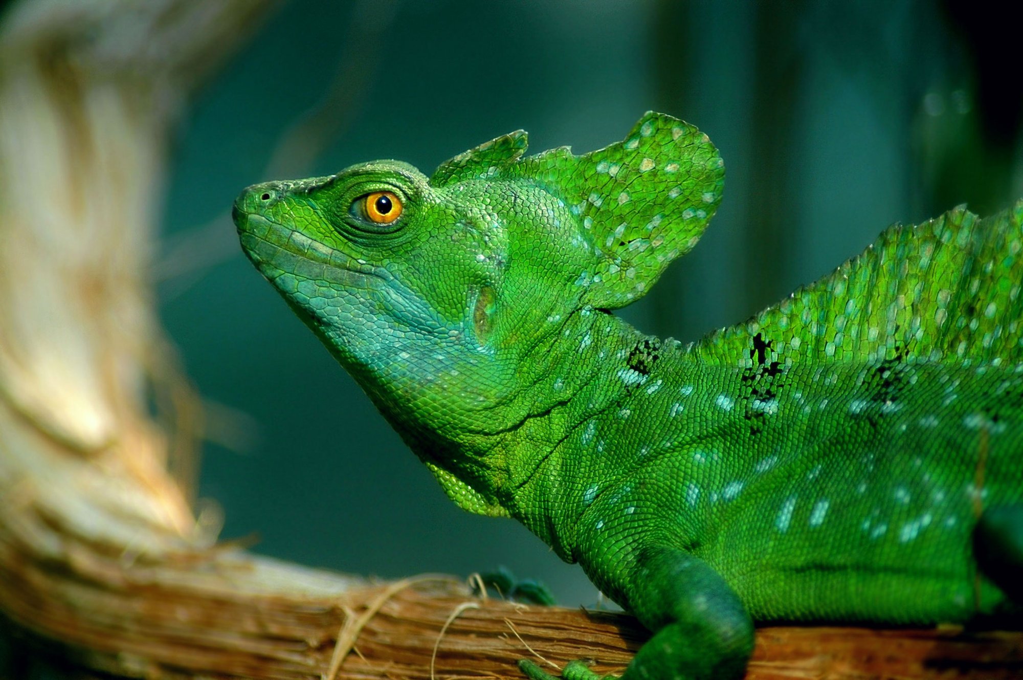 Grüner Basilisk (Basiliscus plumifrons), typisches Aussehen der Art