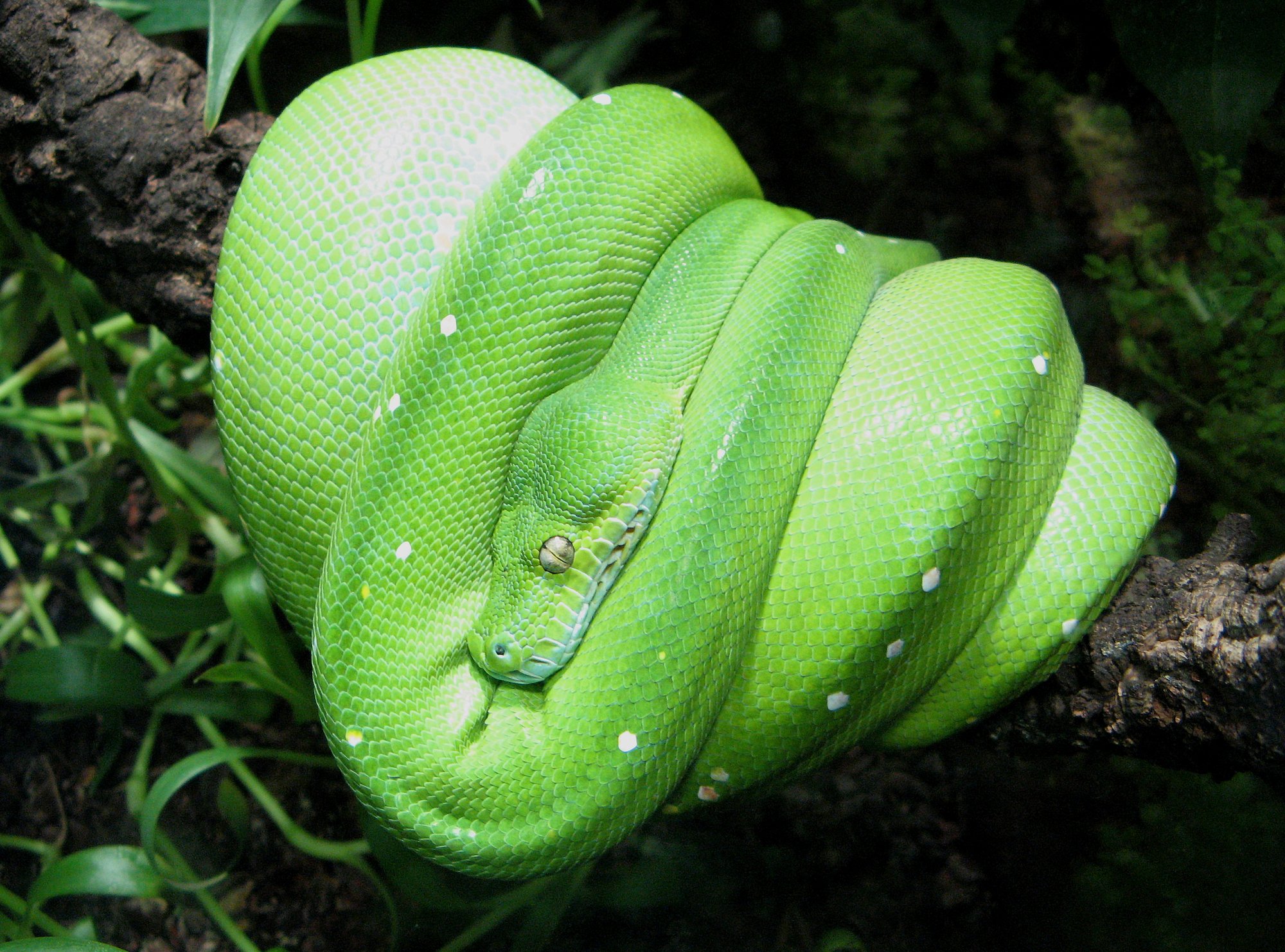 Grüner Baumpython – Biak (Morelia viridis), typisches Aussehen der Art