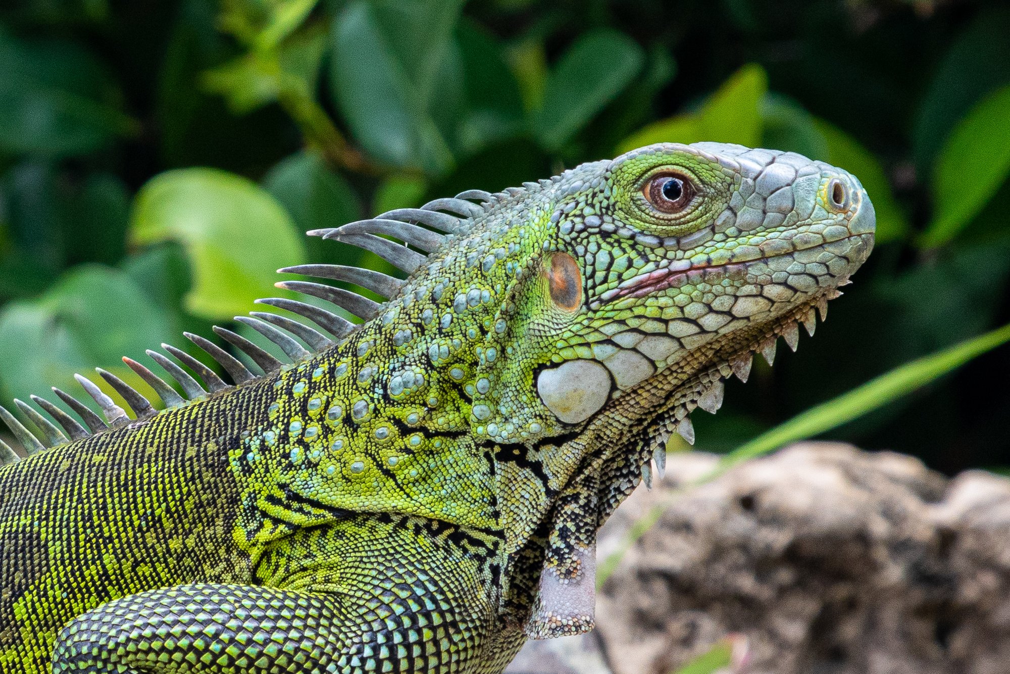 Grüner Leguan (Iguana iguana), typisches Aussehen der Art