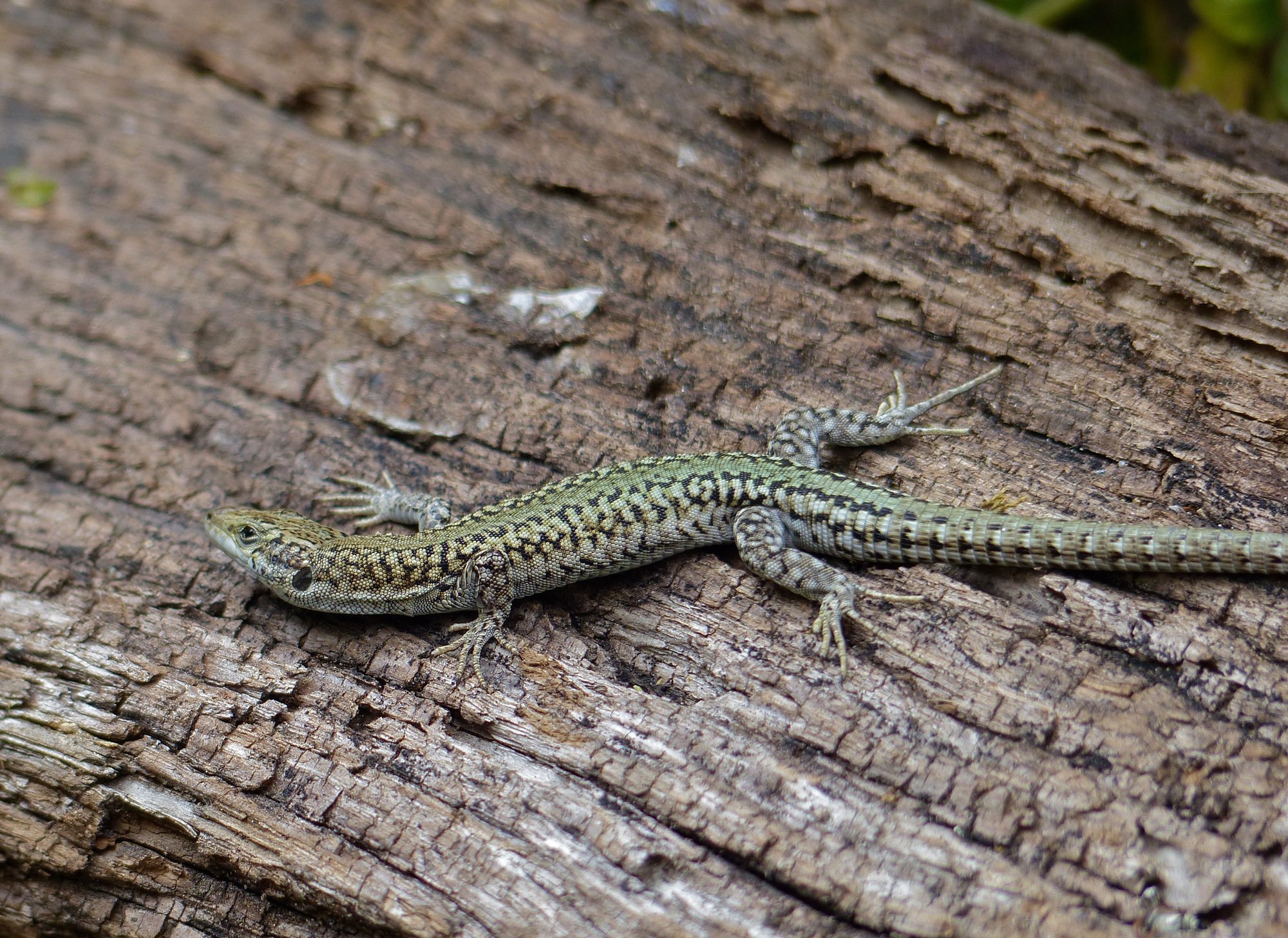 Guadarrama-Mauereidechse (Podarcis guadarramae), typisches Aussehen der Art