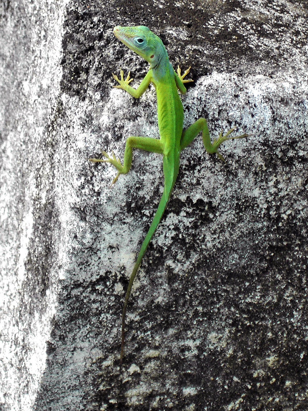 Guadeloupe-Marmoranolis (Anolis marmoratus), typisches Aussehen der Art