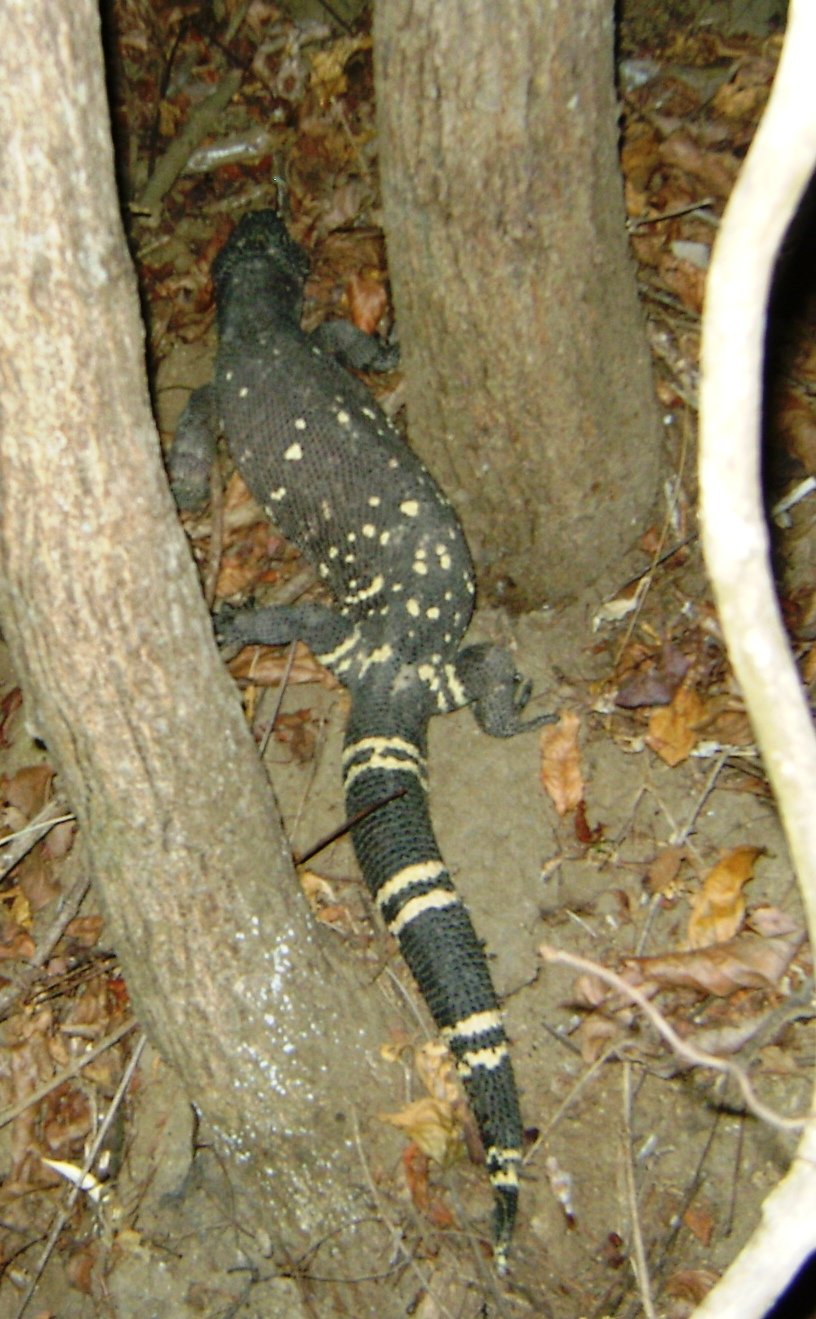 Guatemala-Krustenechse (Heloderma charlesbogerti), typisches Aussehen der Art