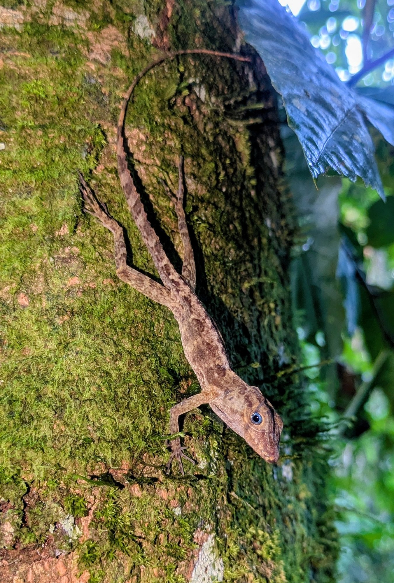 Gundlachs Anolis (Anolis gundlachi), typisches Aussehen der Art